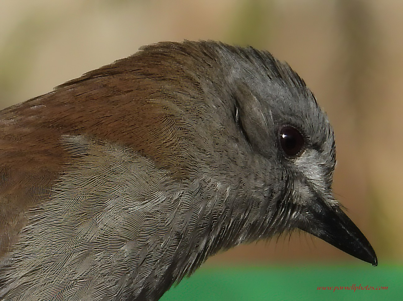 Close-up Grey Shrikethrush 