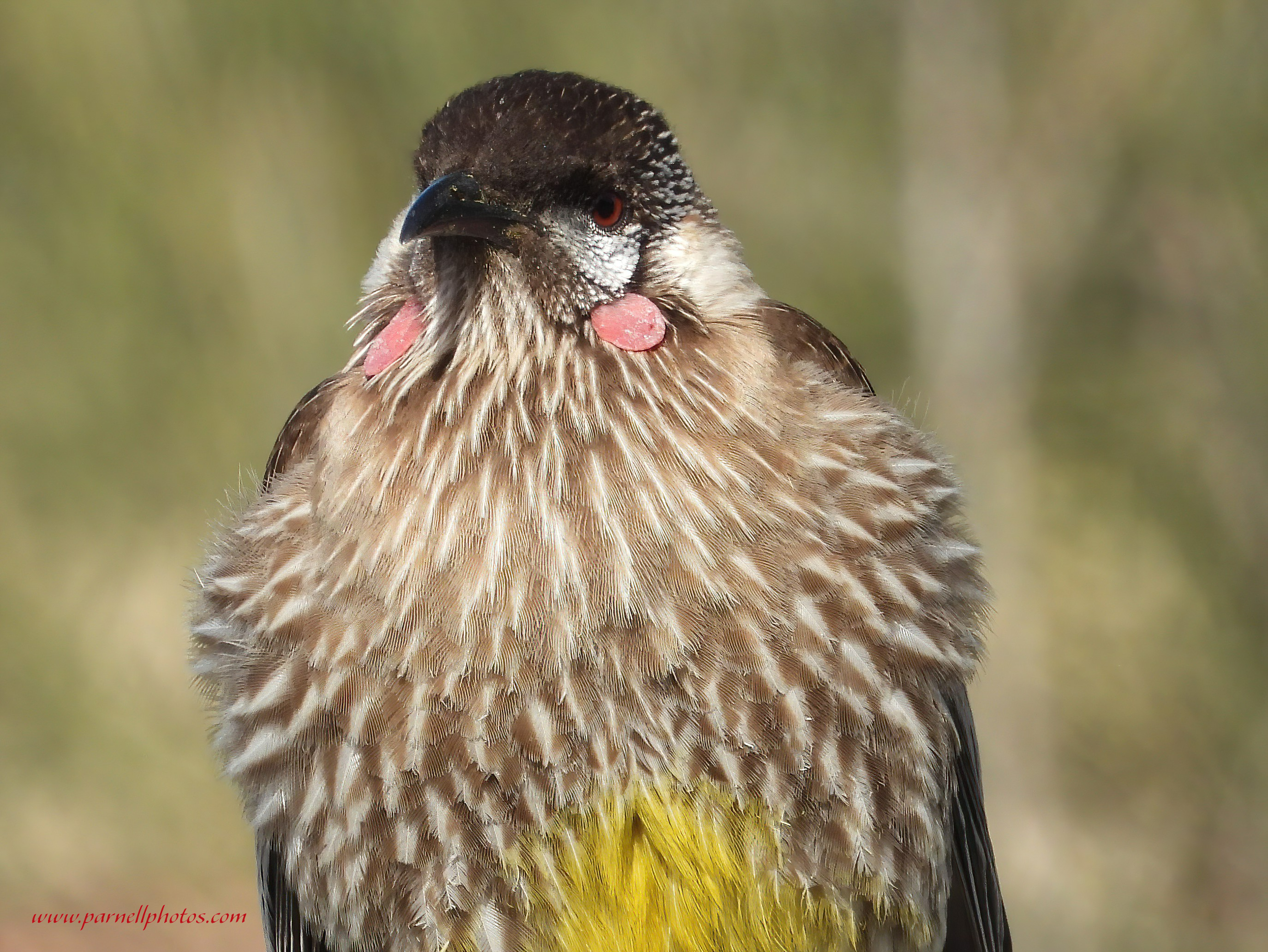 Close-up Red Wattlebird