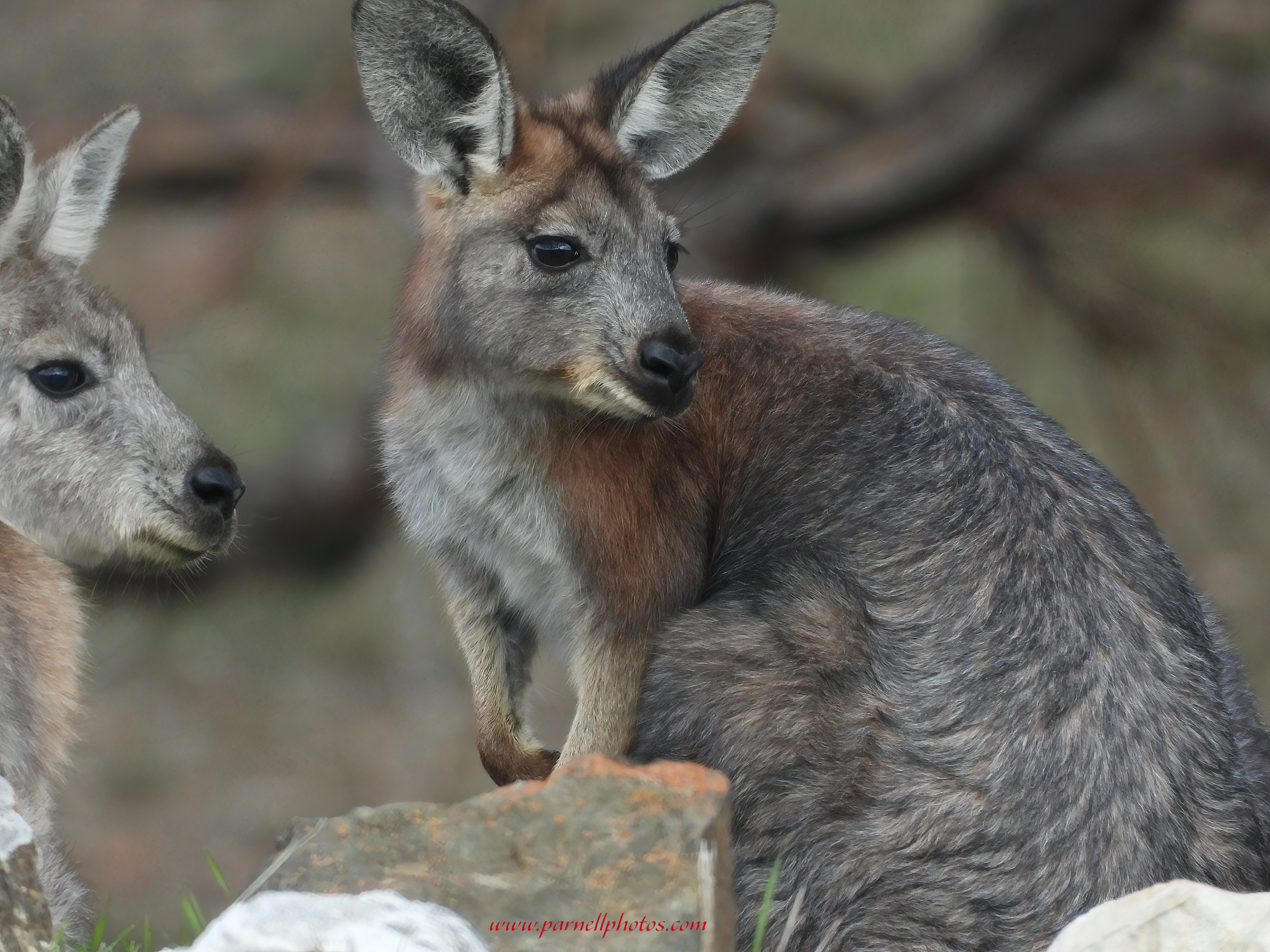 Close-up Two Euro Wallaroos