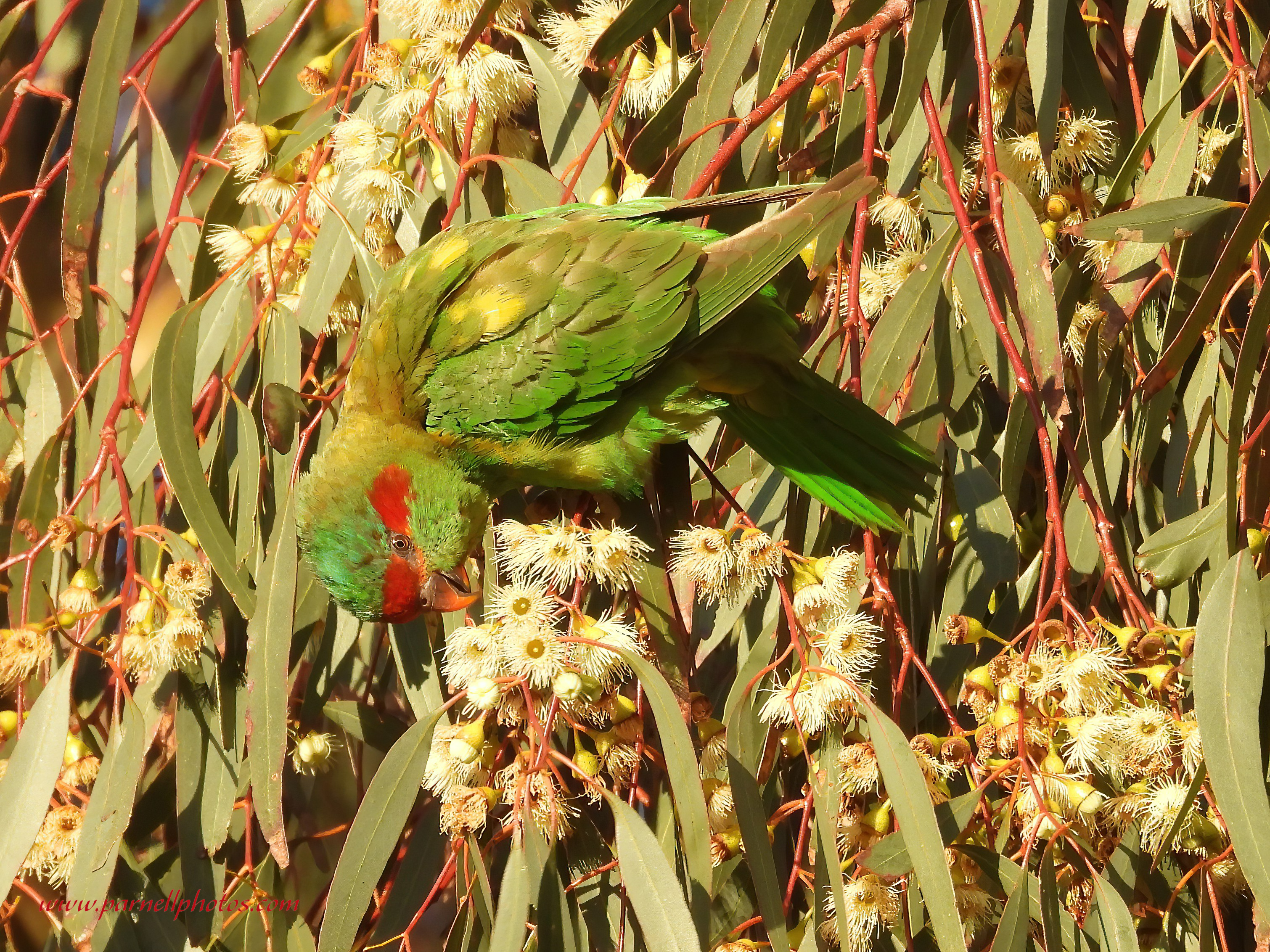 Cute Musk Lorikeet