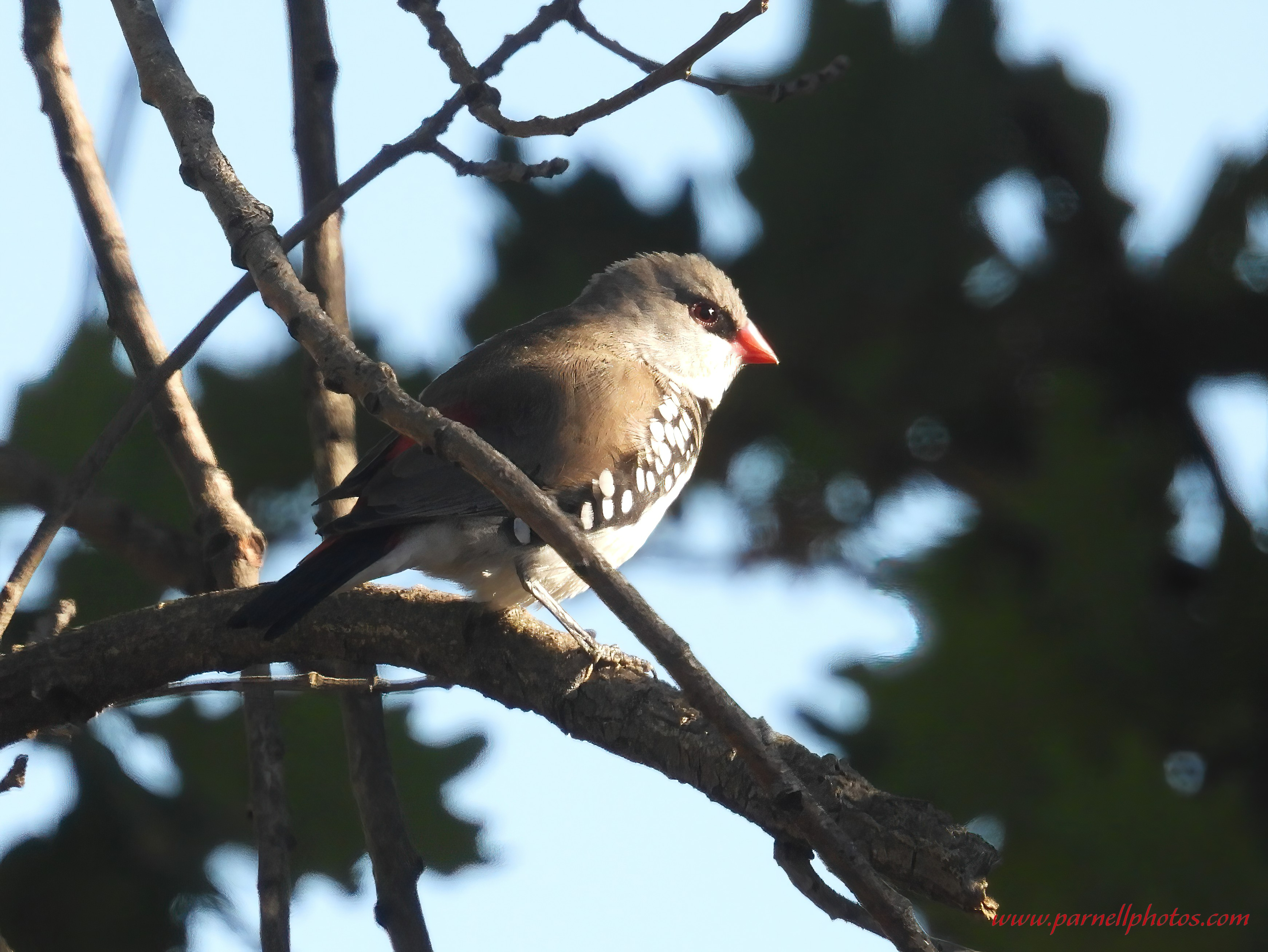 Diamond Firetail on Branch