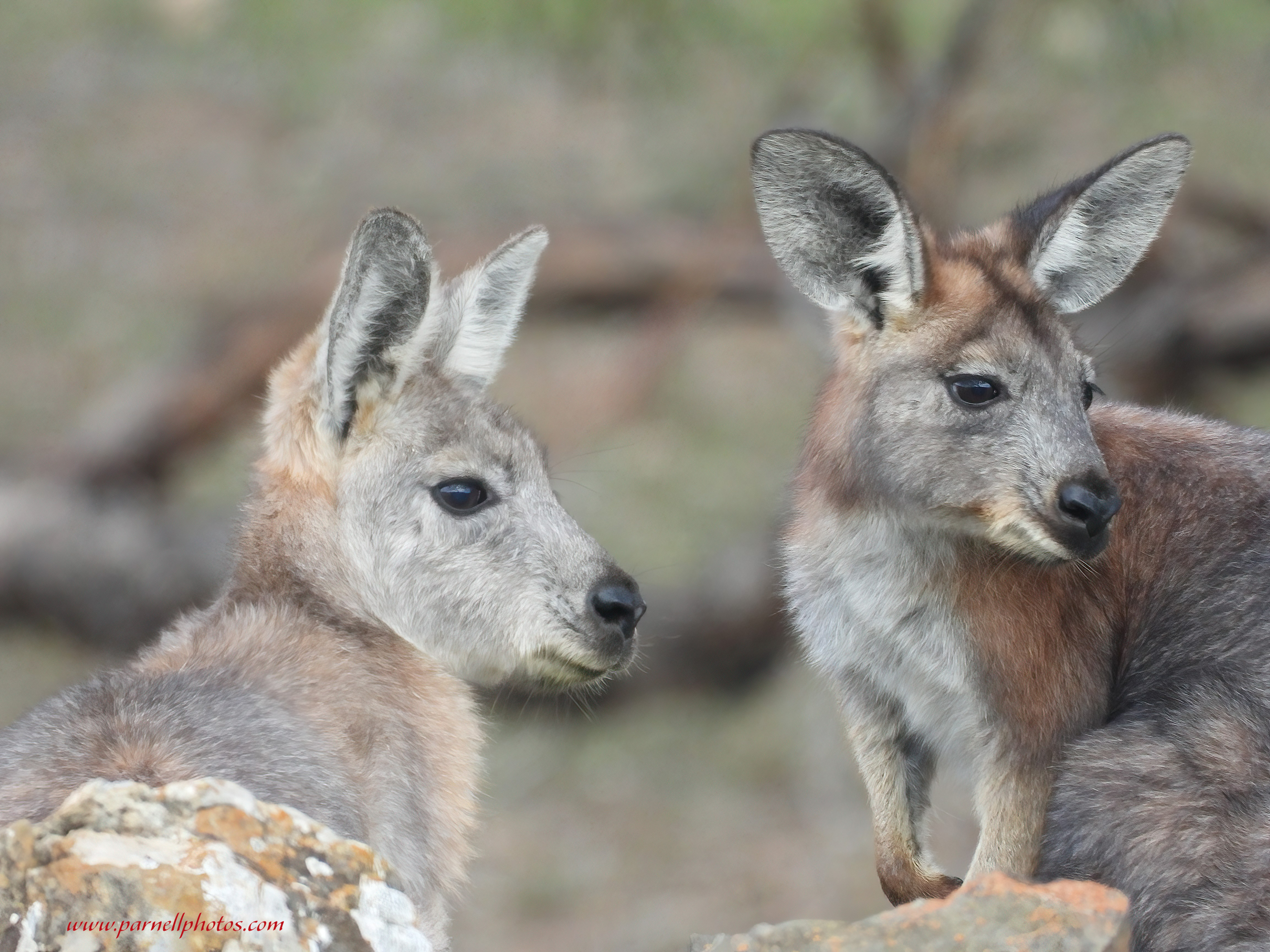 Double the Cuteness