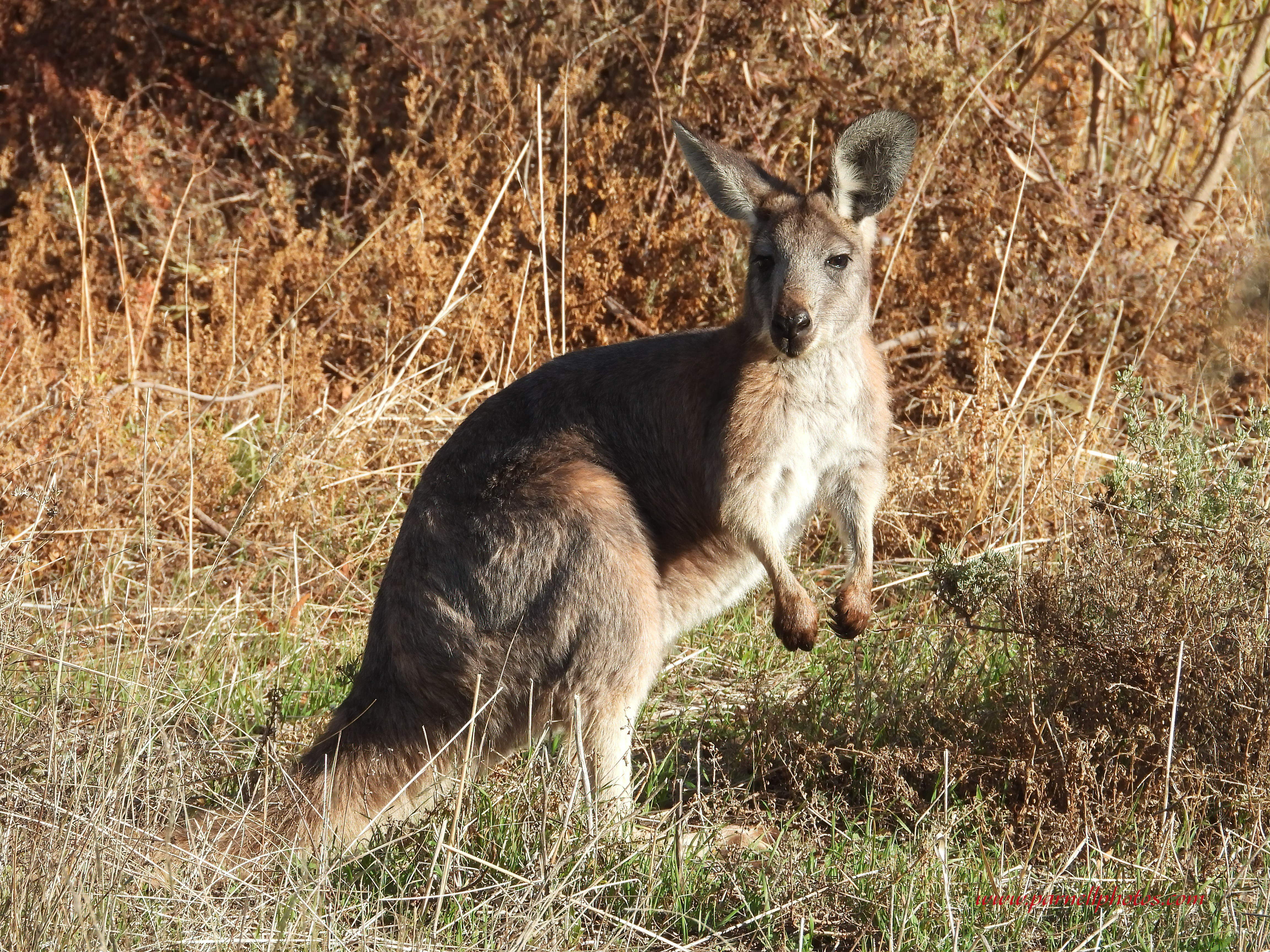 Euro (Common Wallaroo)