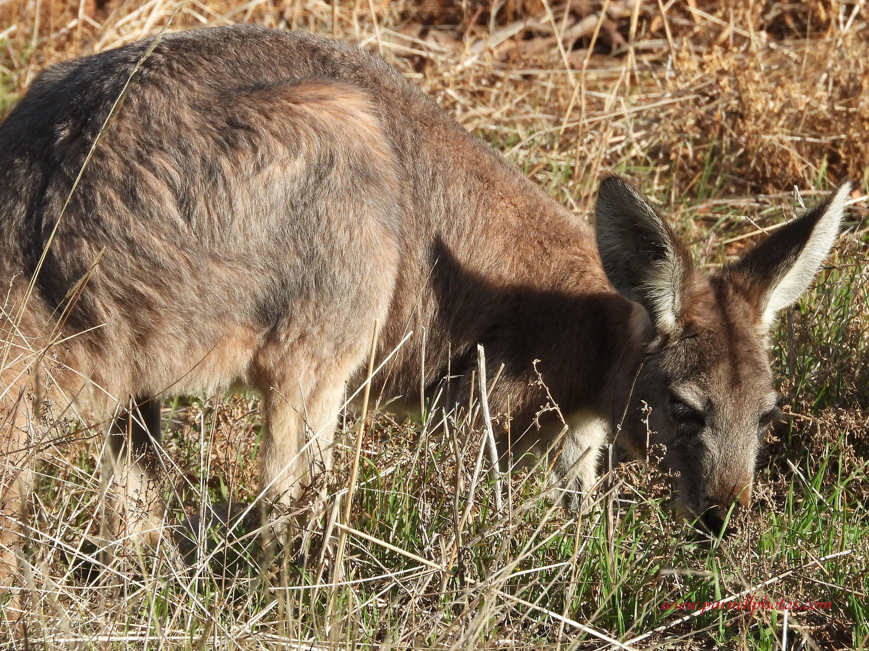 Euro Eating Grass