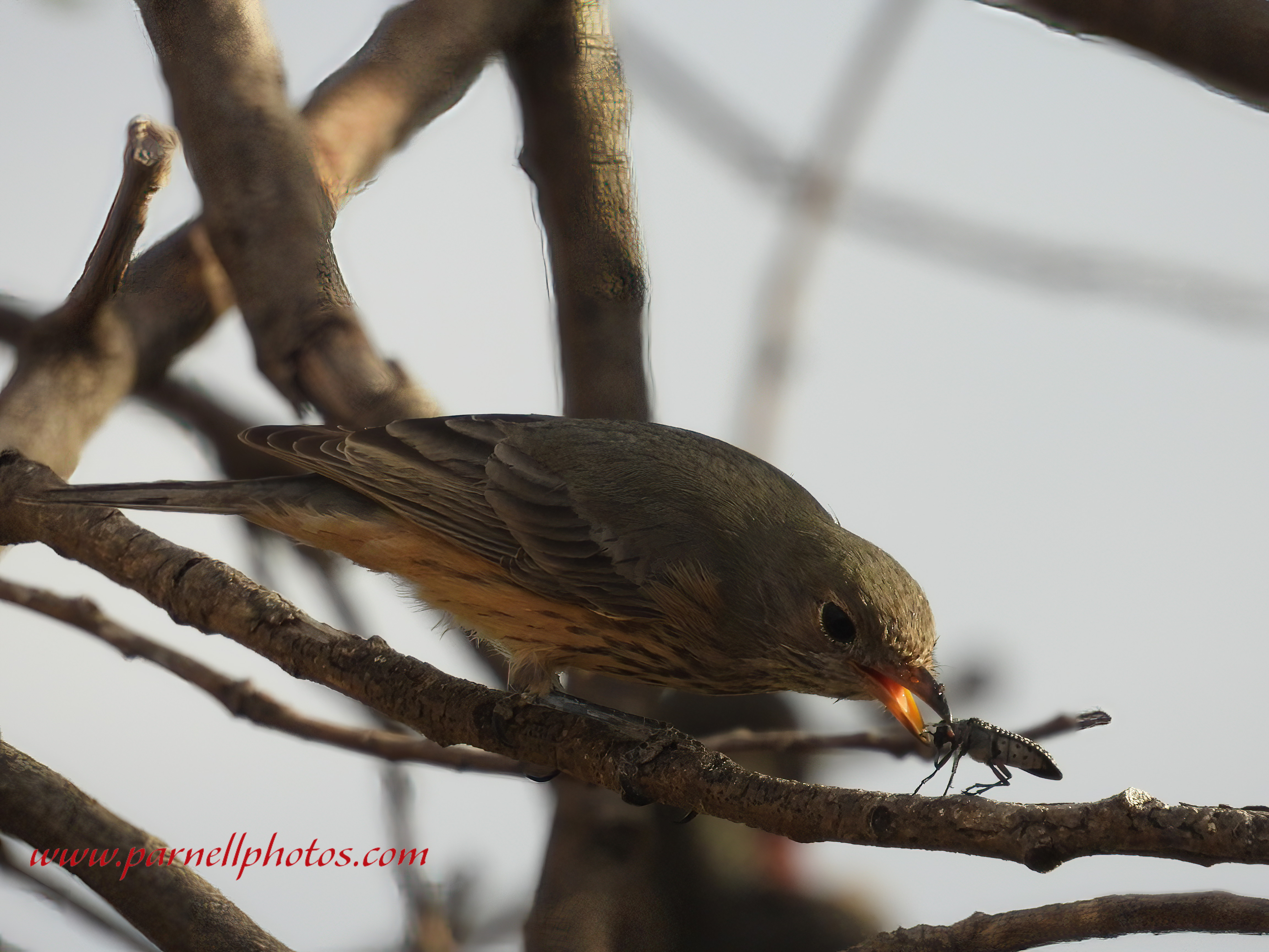 Female Rufous Whistler