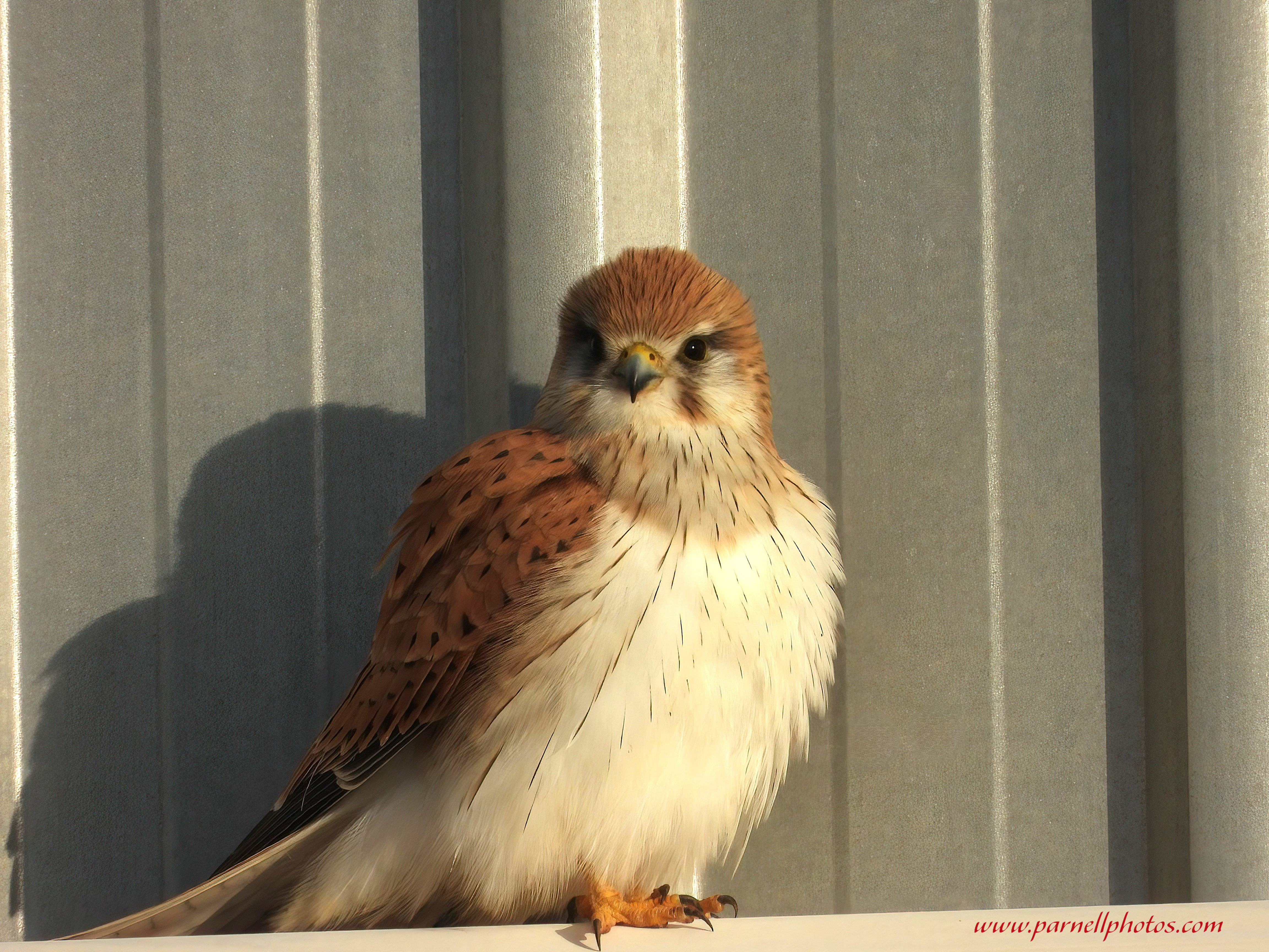 Fluffy Kestrel 