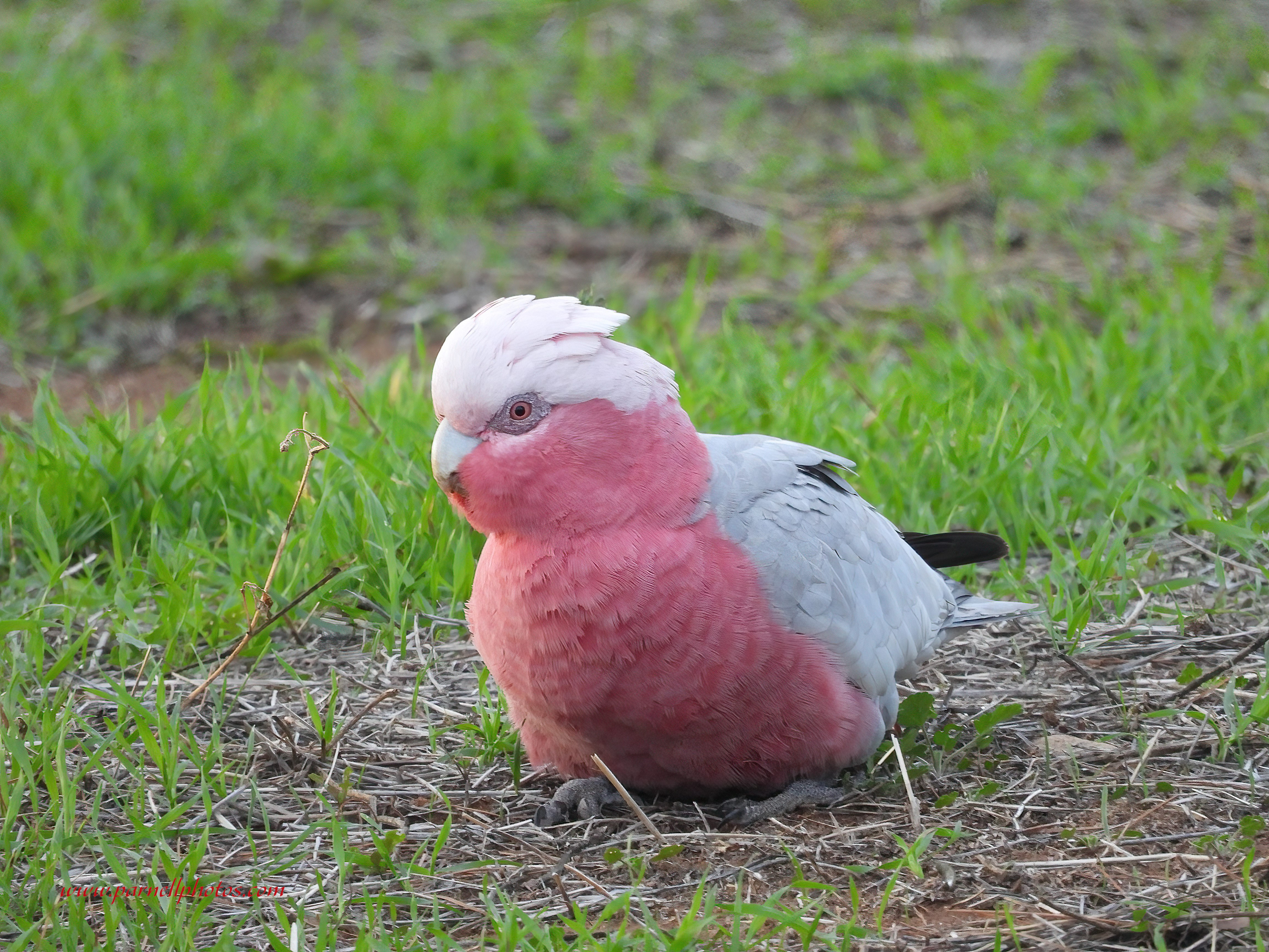 Galah Feeding on Ground