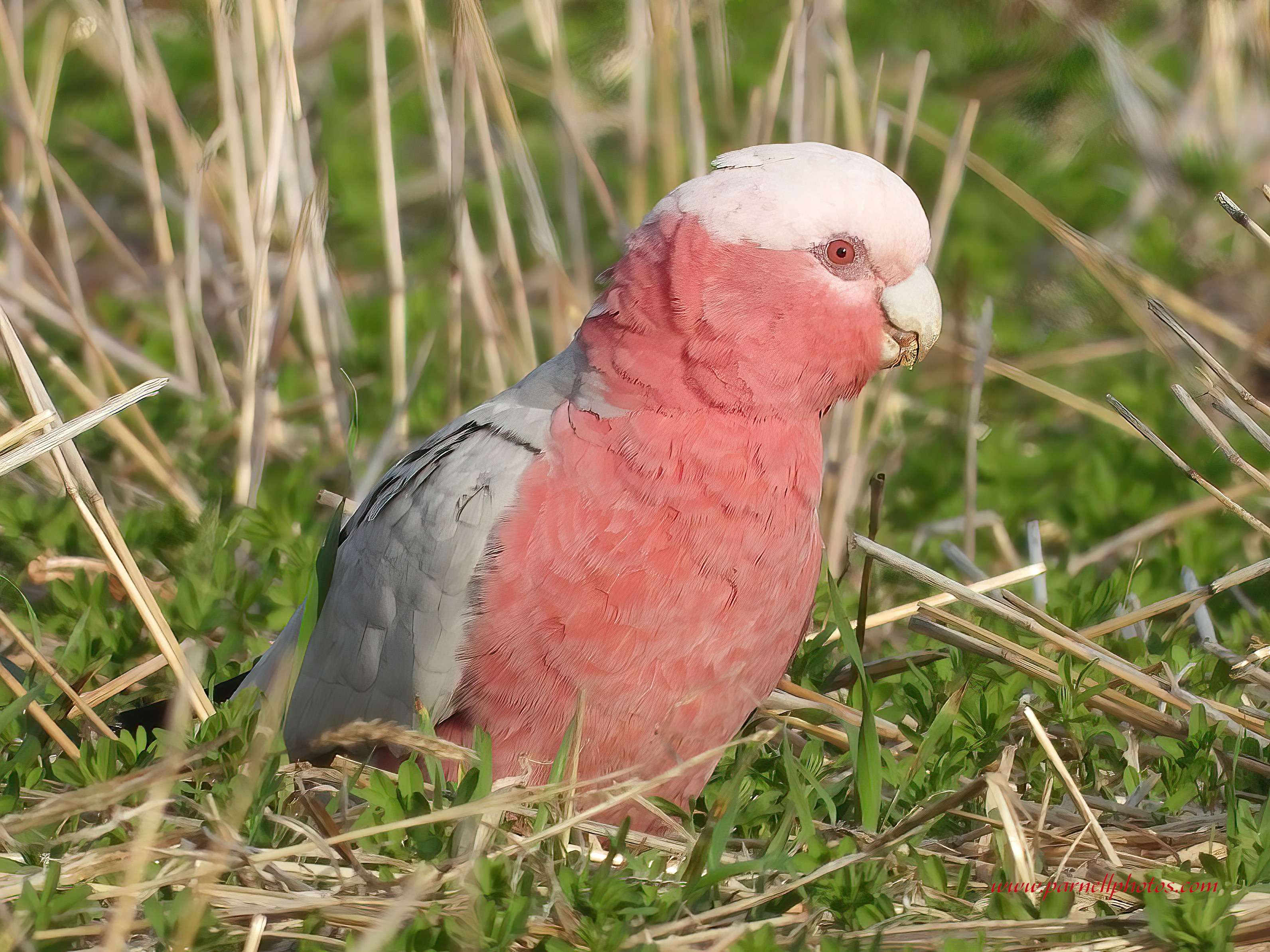 Galah in Paddock