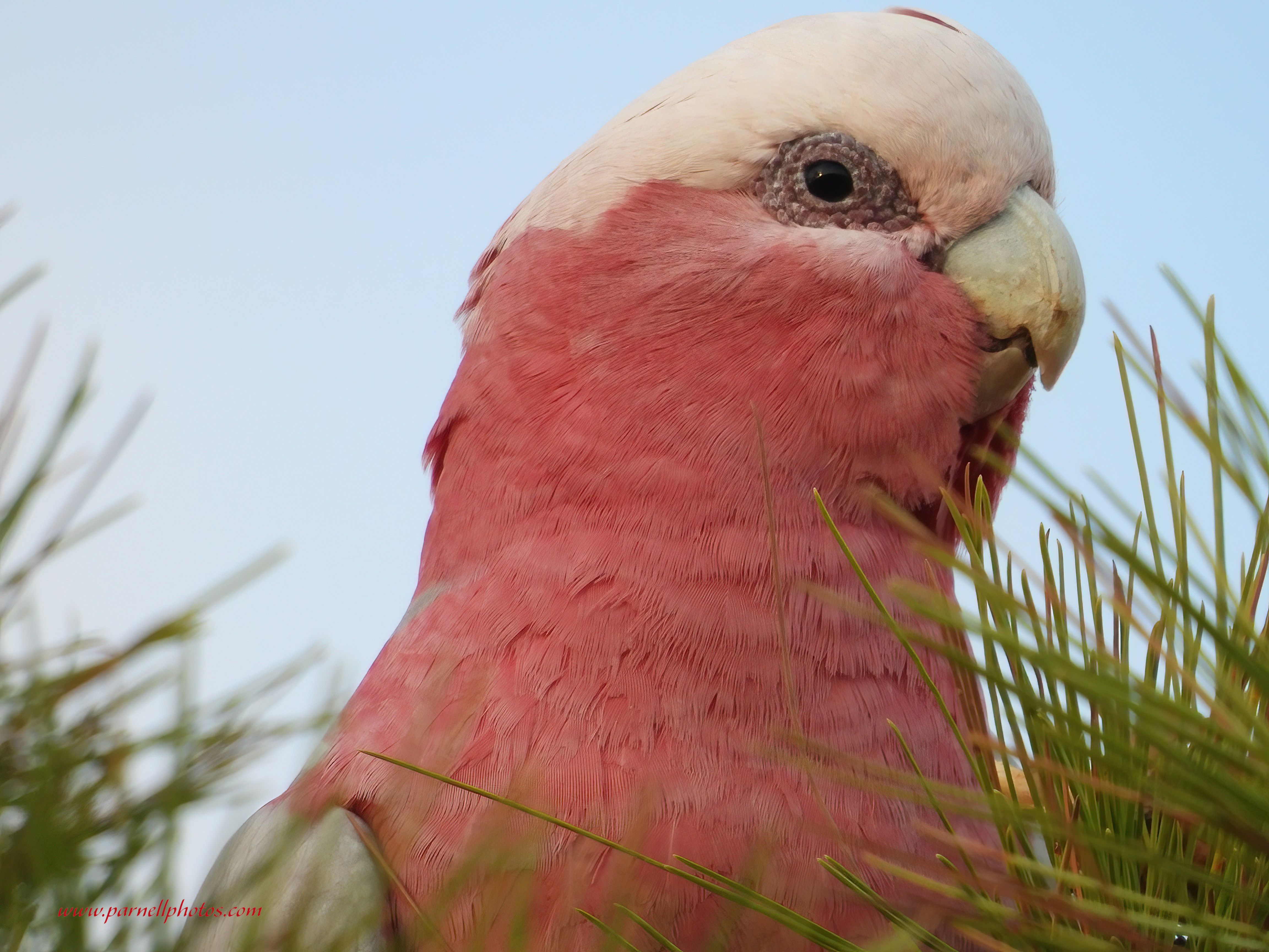 Galah on Tree Top