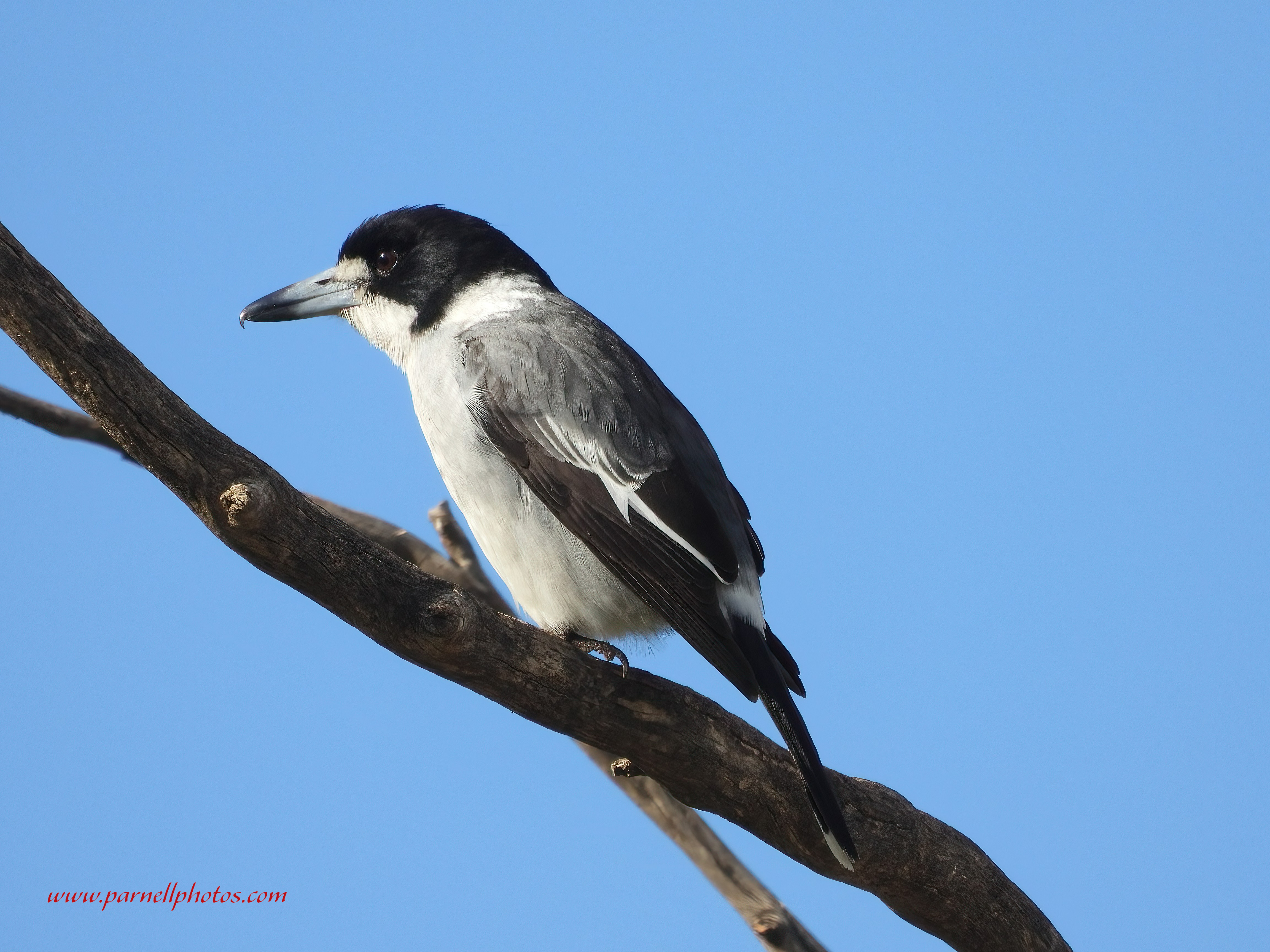 Grey Butcherbird Reservoir