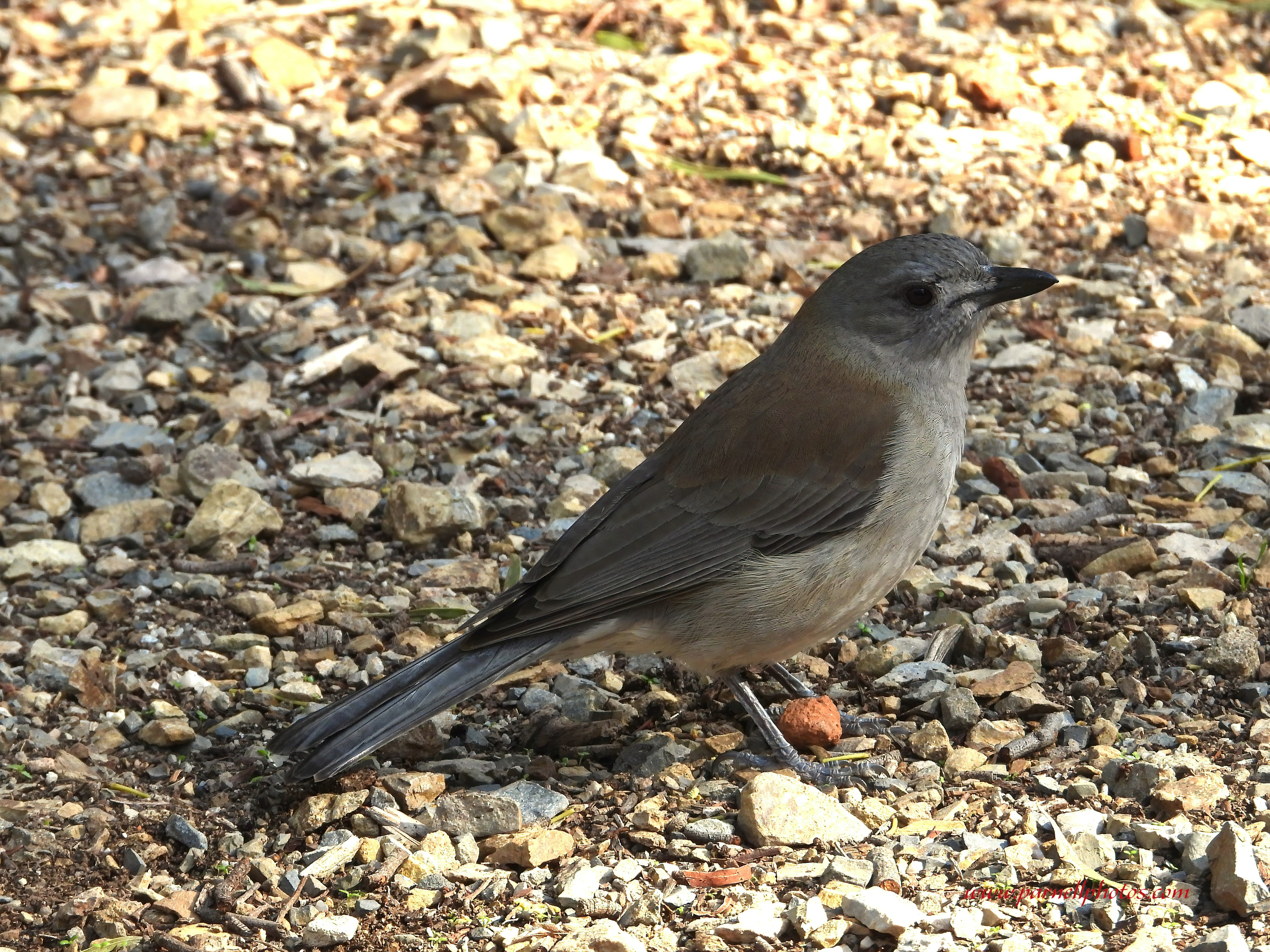 Grey Shrikethrush on Ground