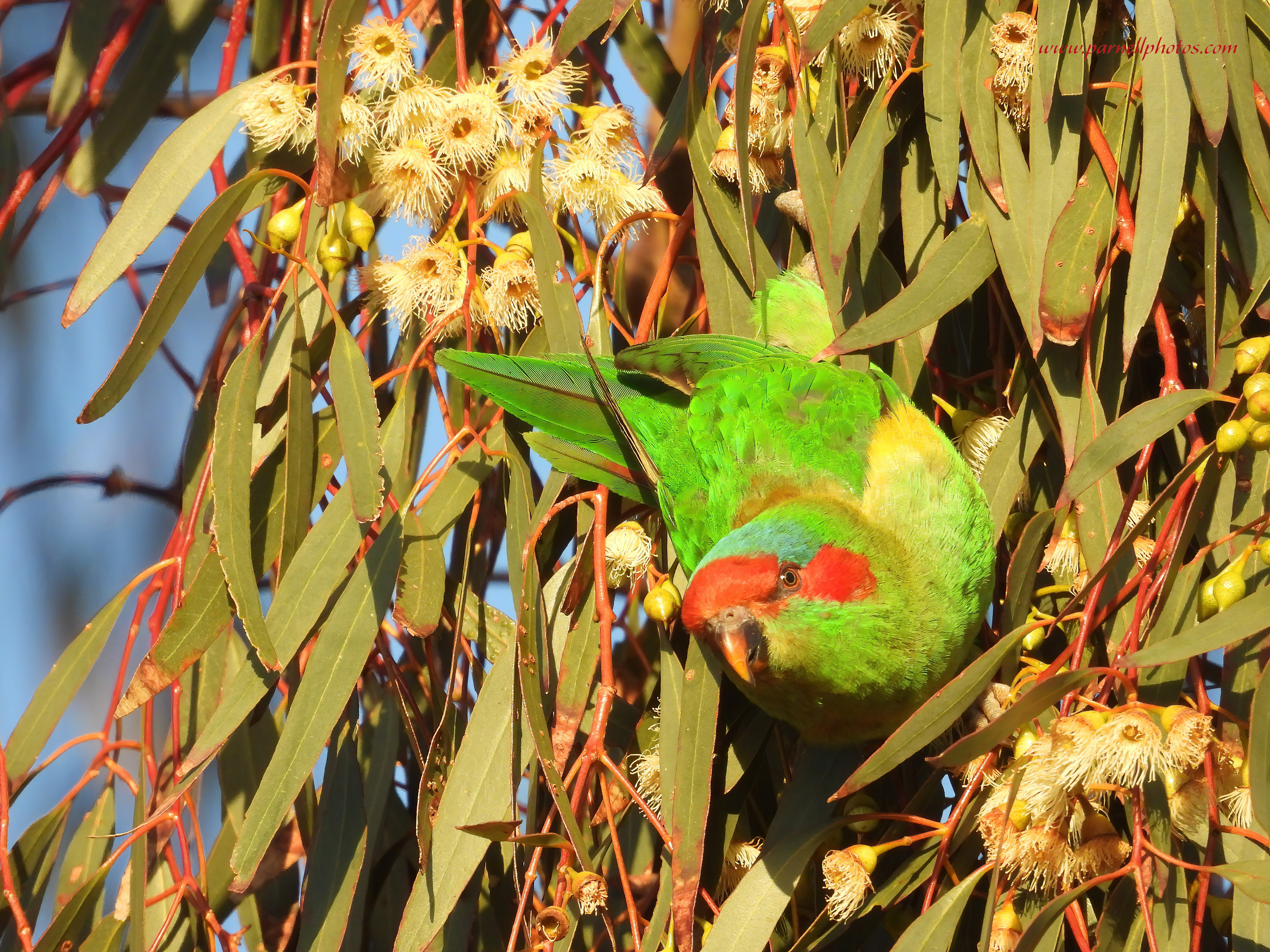 Hello Musk Lorikeet