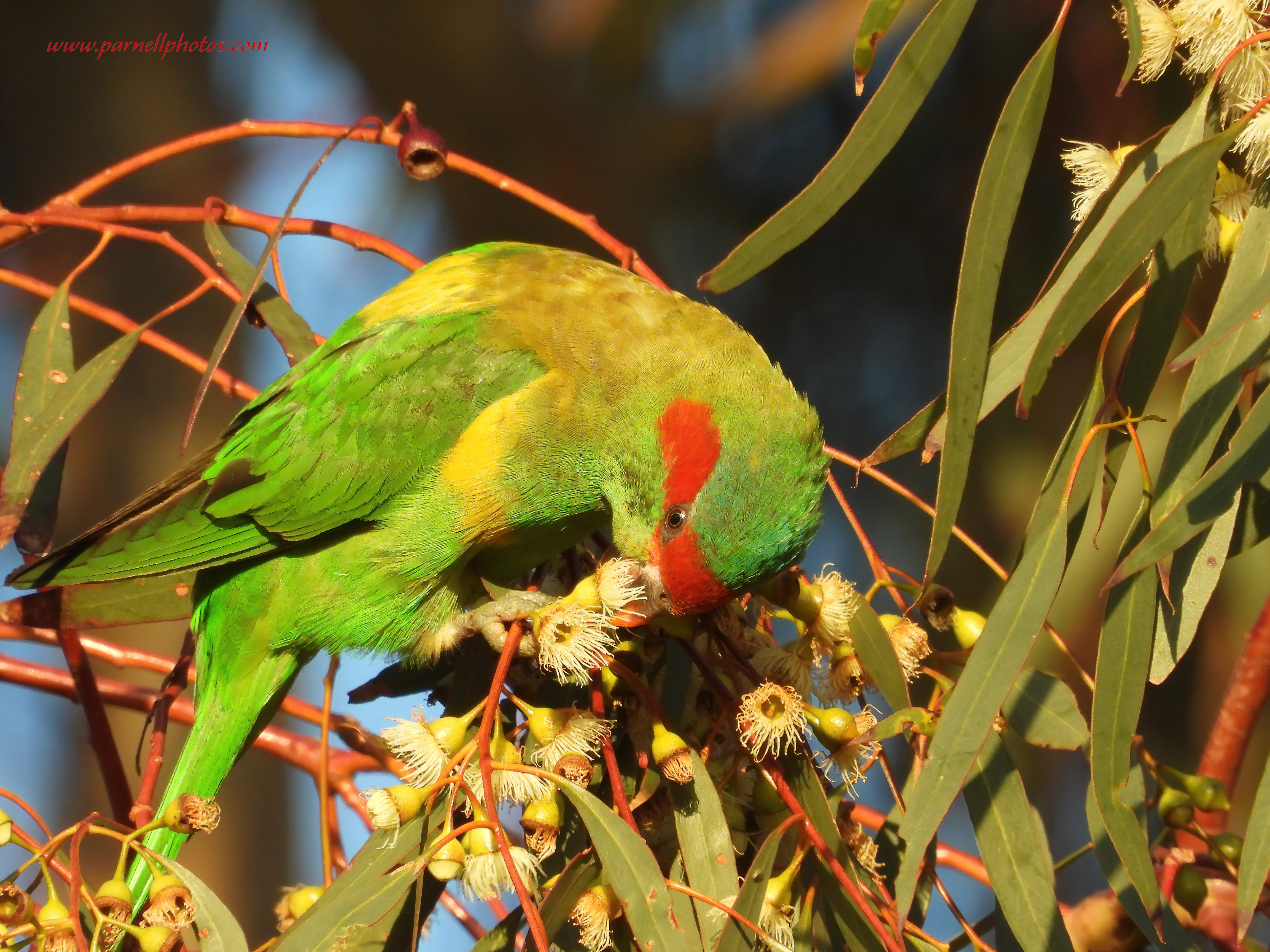 Hungry Musk Lorikeet