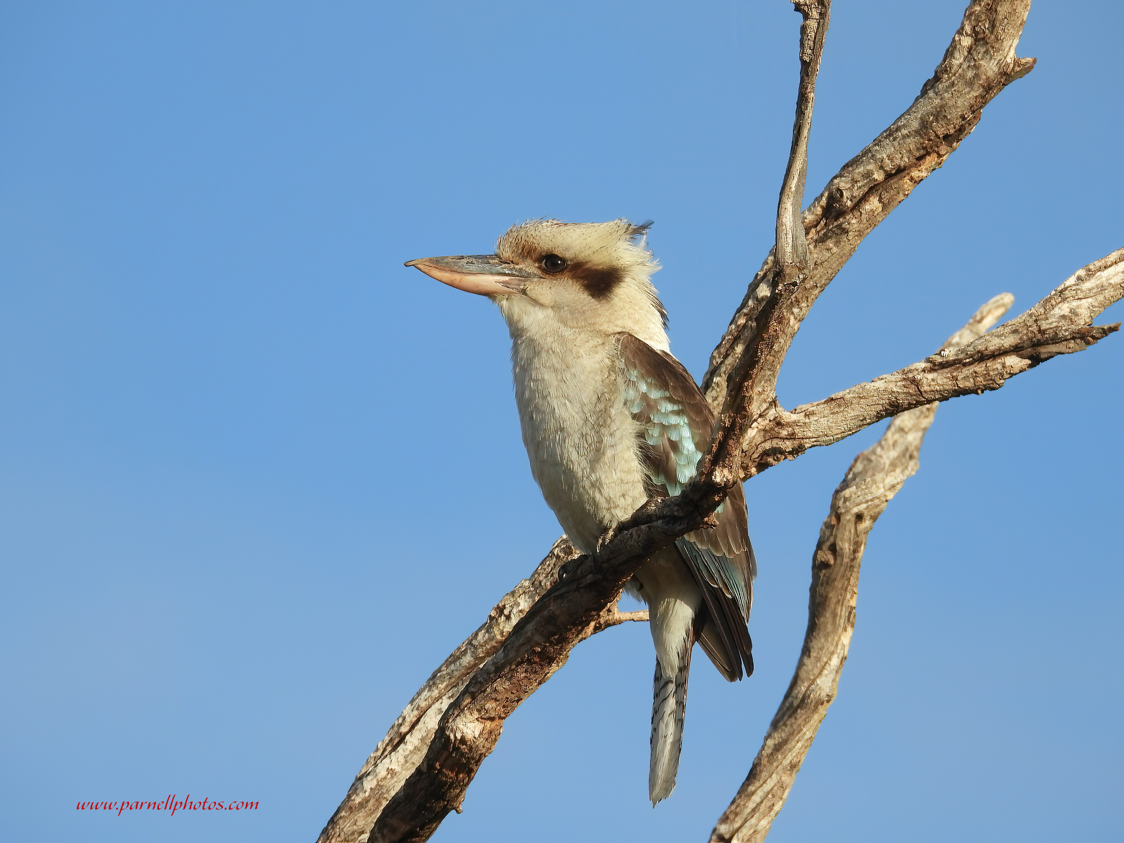 Kookaburra Napperby