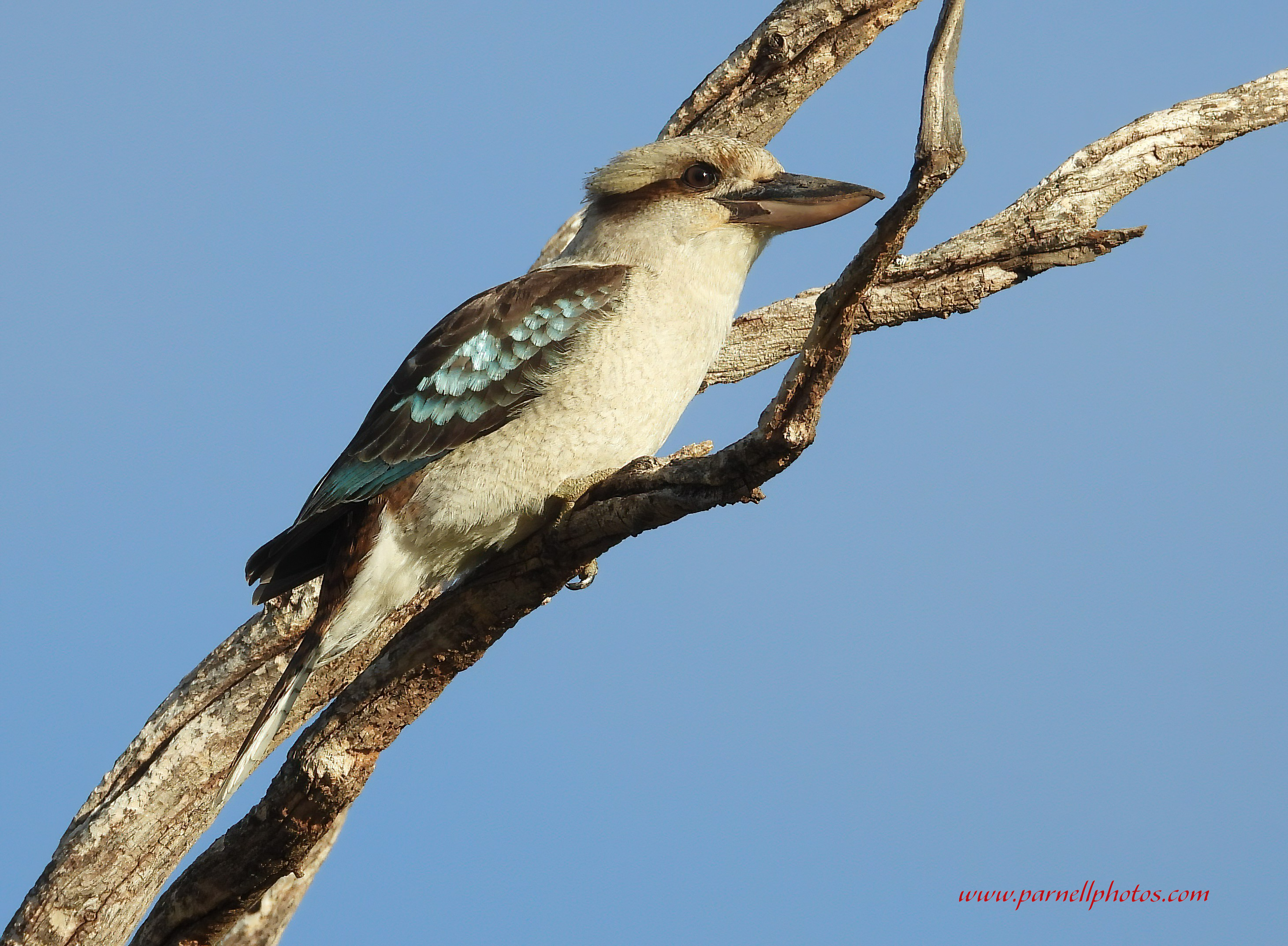 Kookaburra in Dead Tree