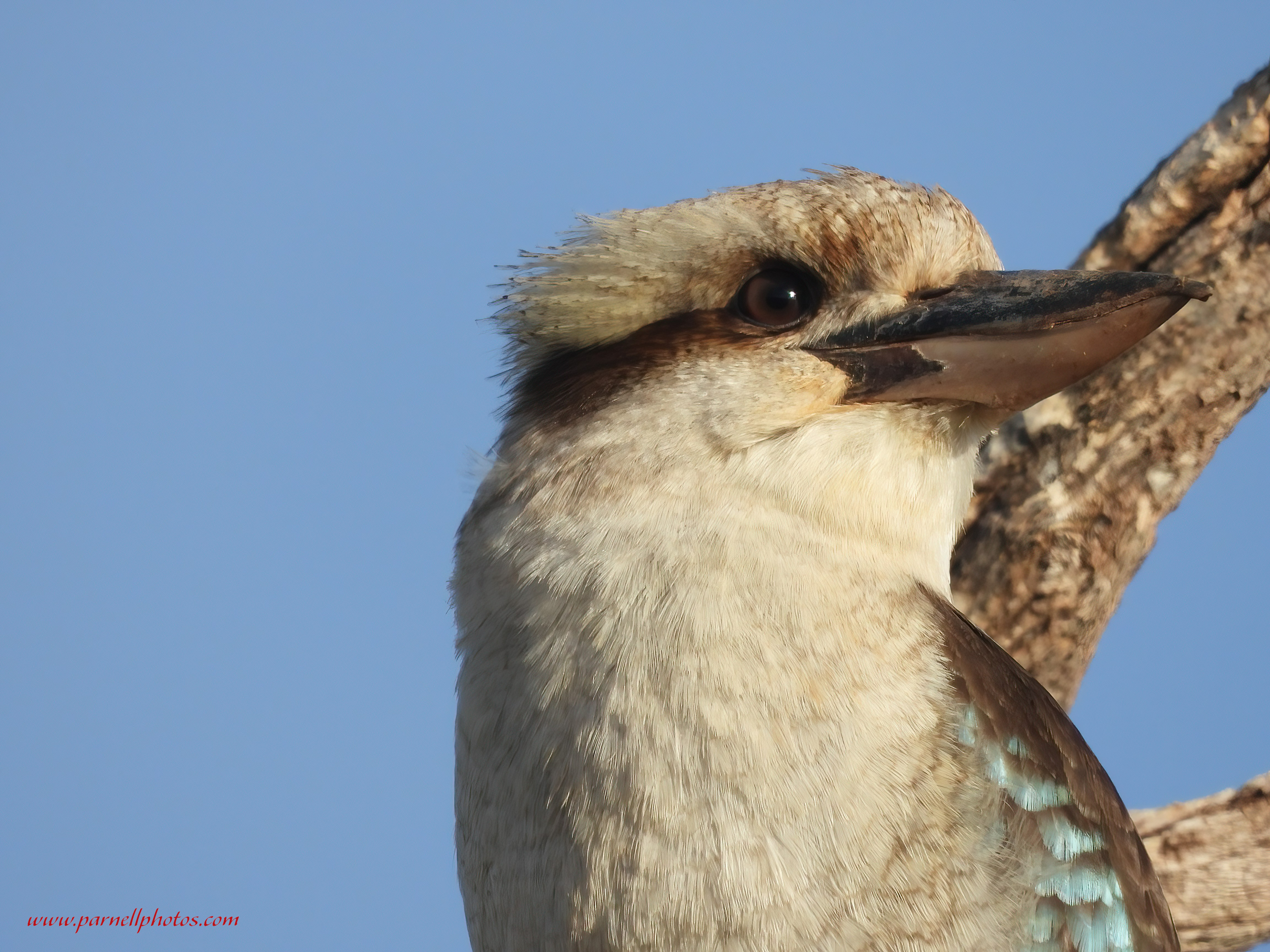 Kooky Kookaburra