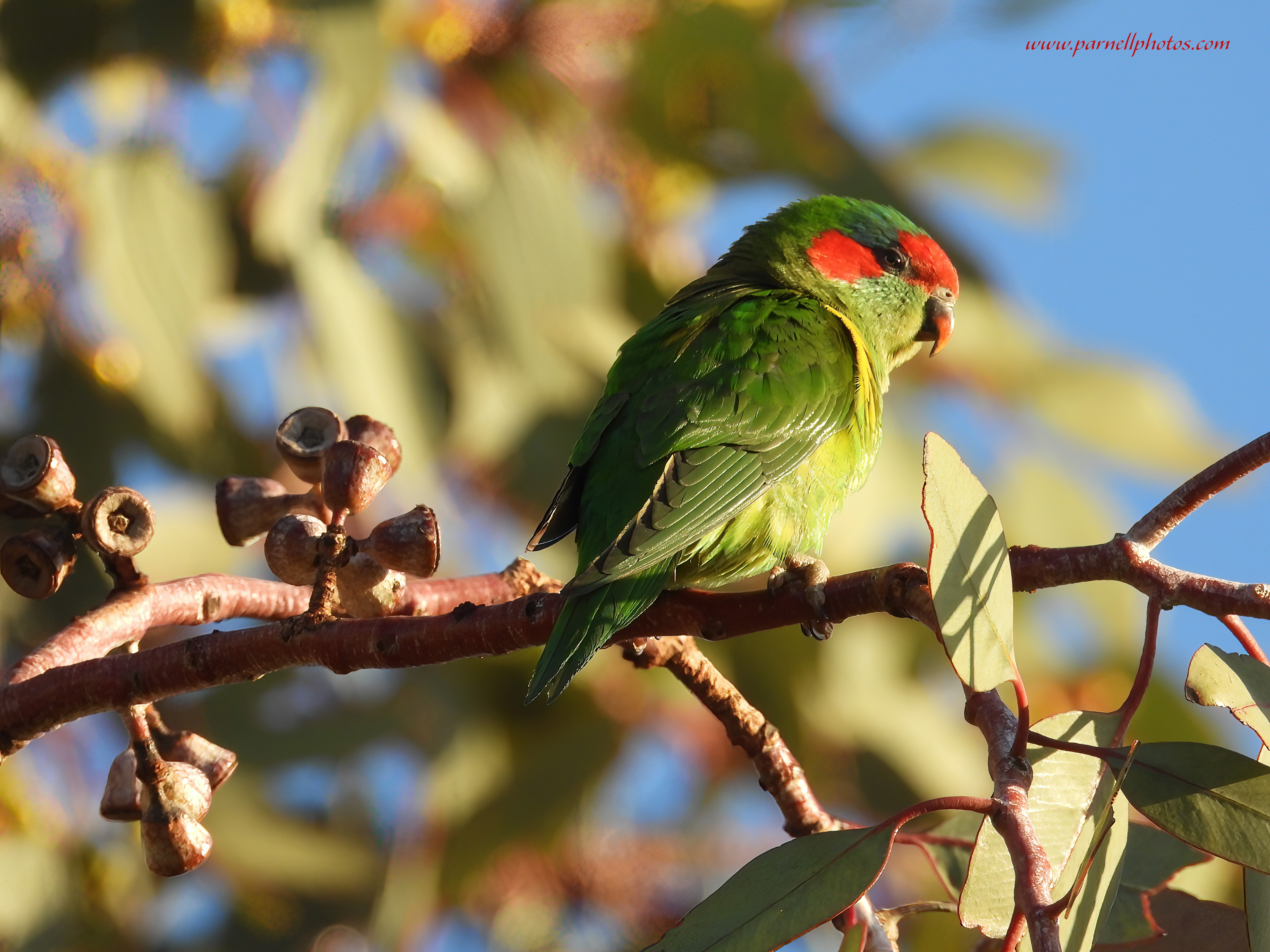 Little Musk Lorikeet