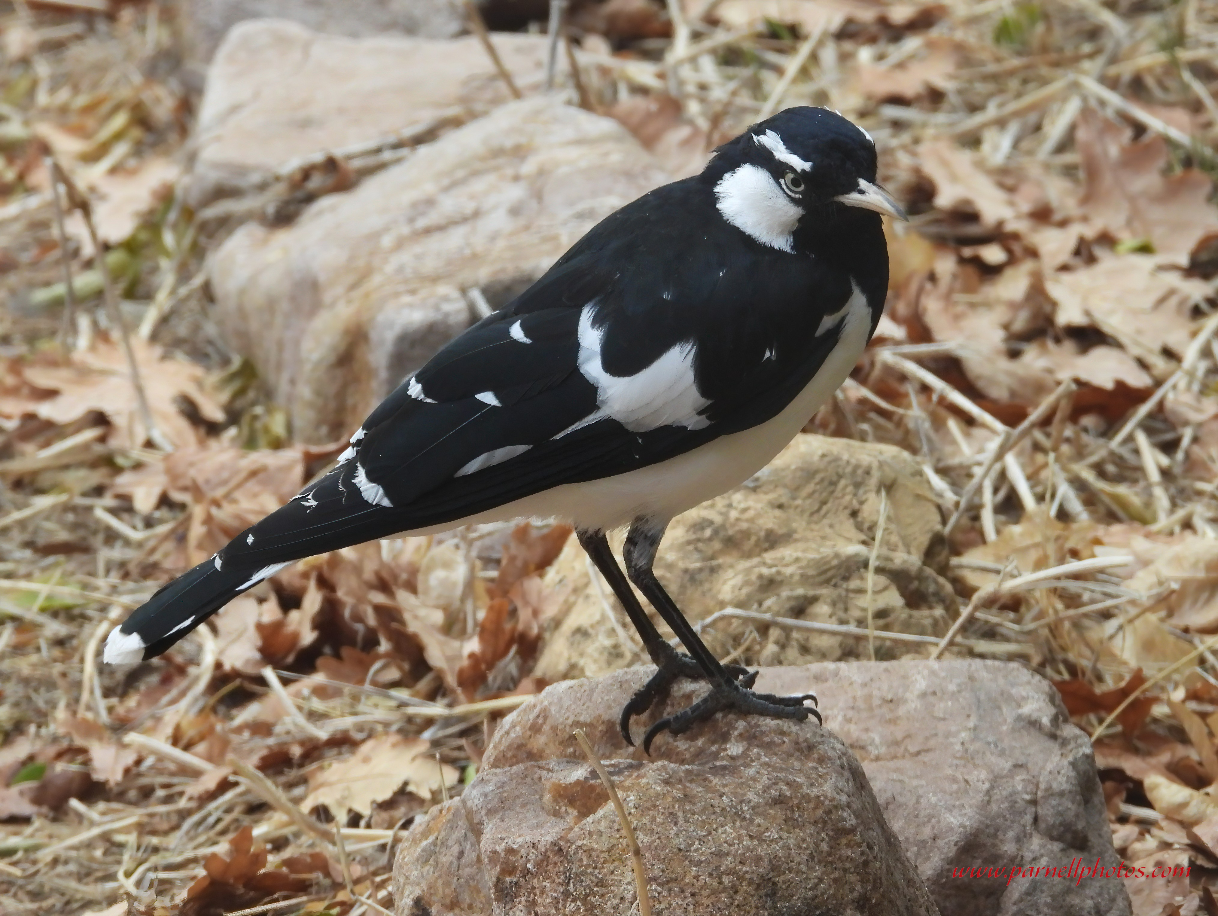 Magpie-lark on Rock