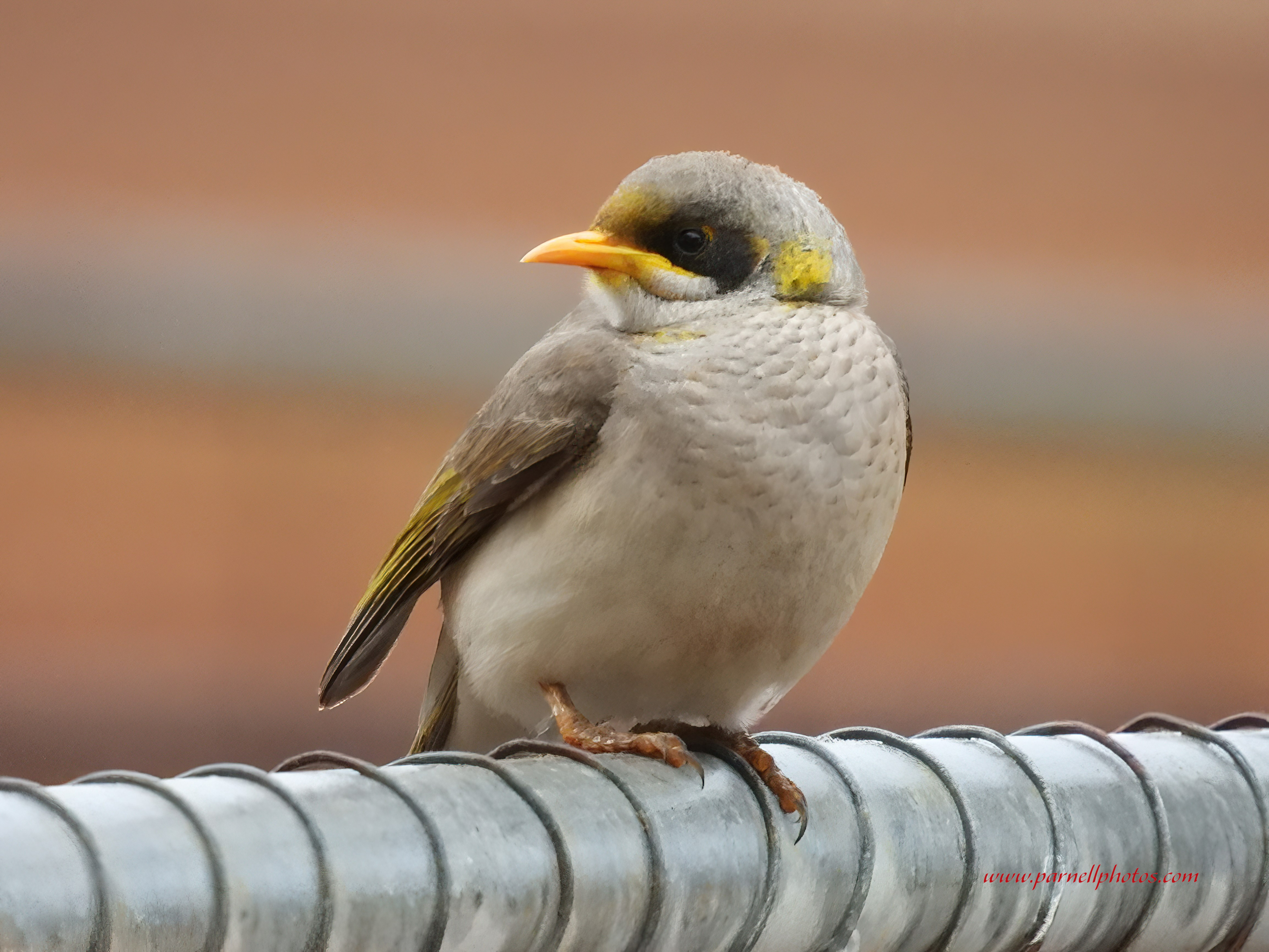 Miner Bird Penguin