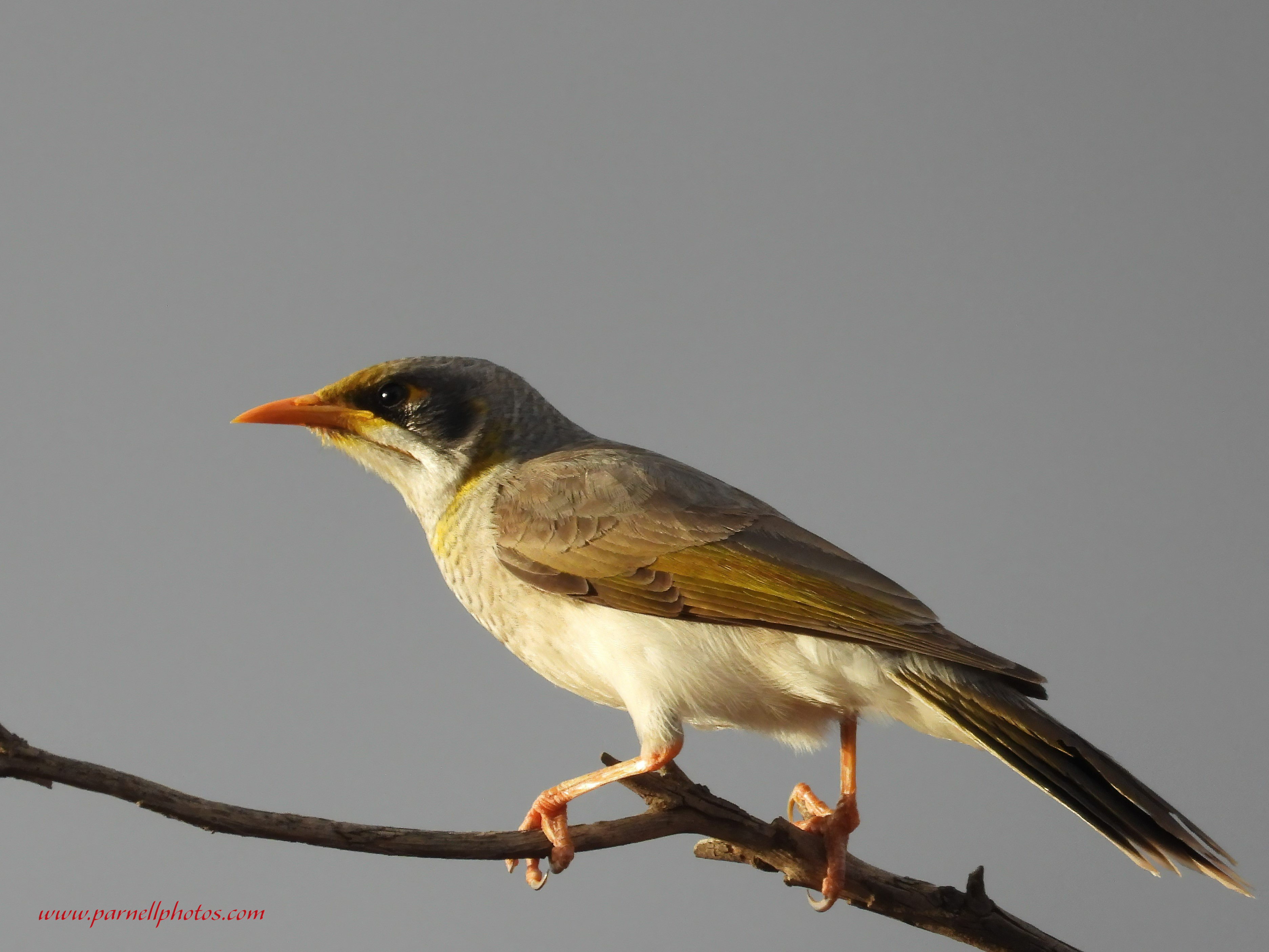 Miner Bird at Twilight