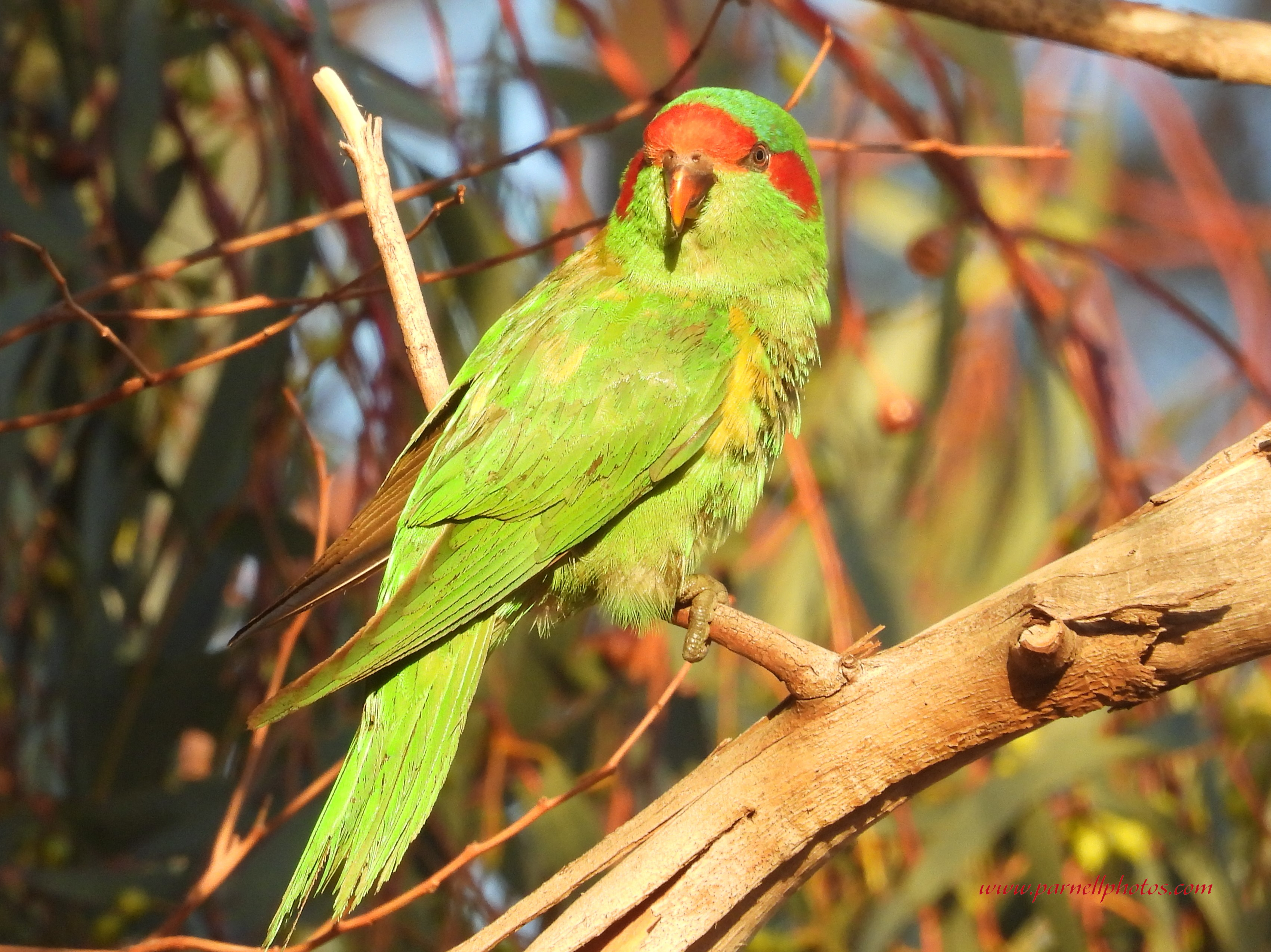 Musk Lorikeet on Lookout