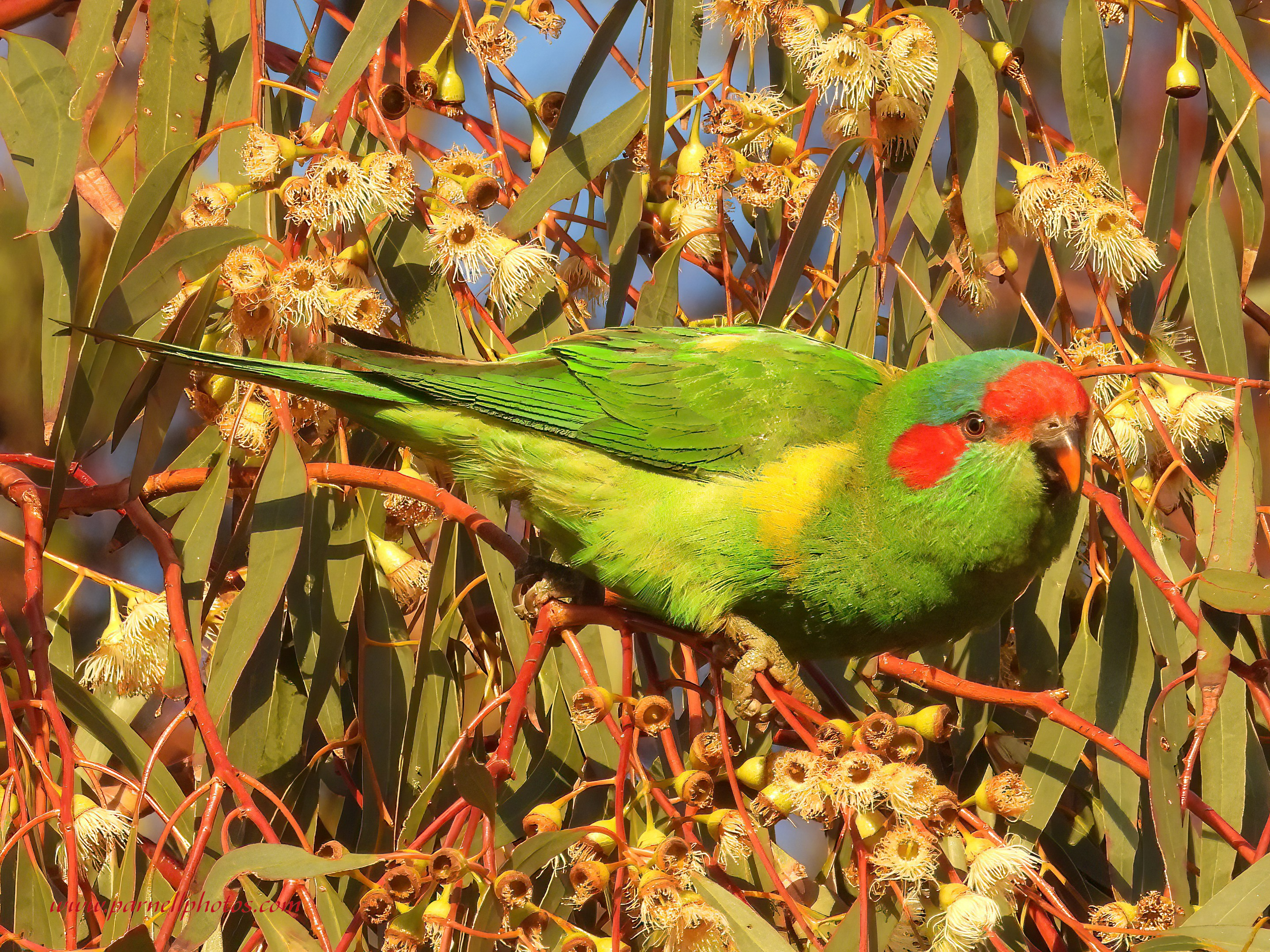 Musk Lorikeet