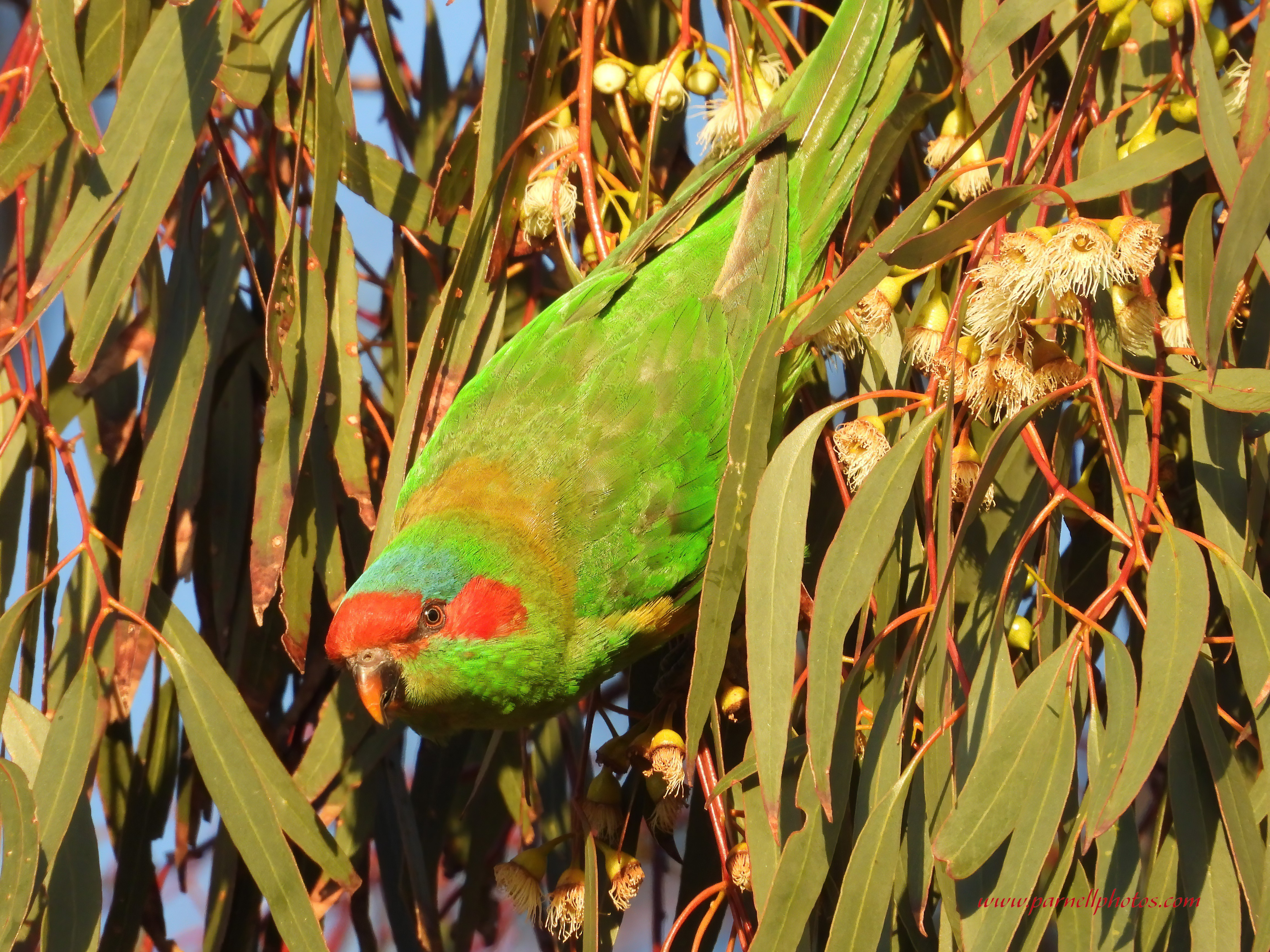 Musk Lorikeet Upside Down