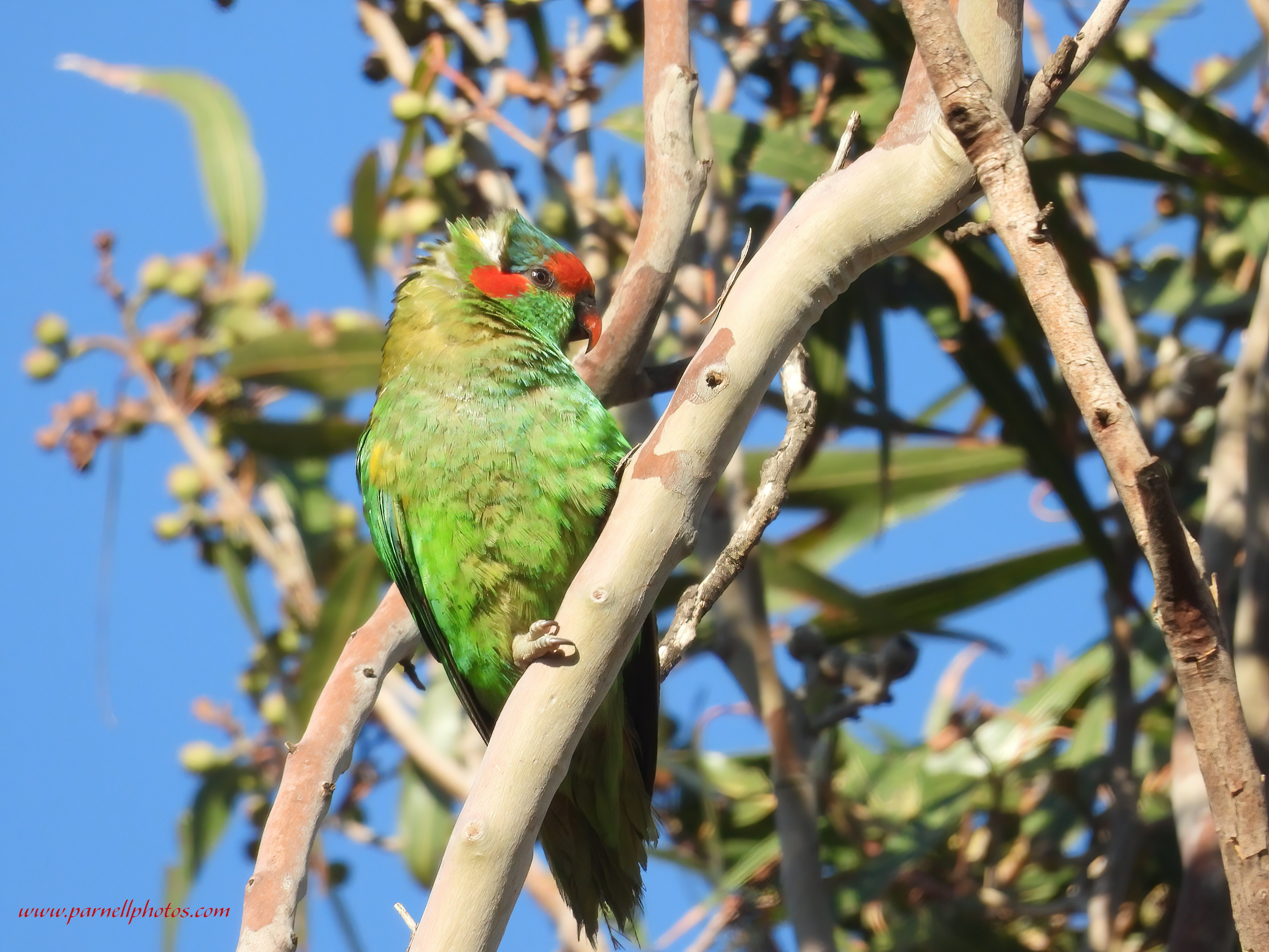 Musk Lorikeet in Tree