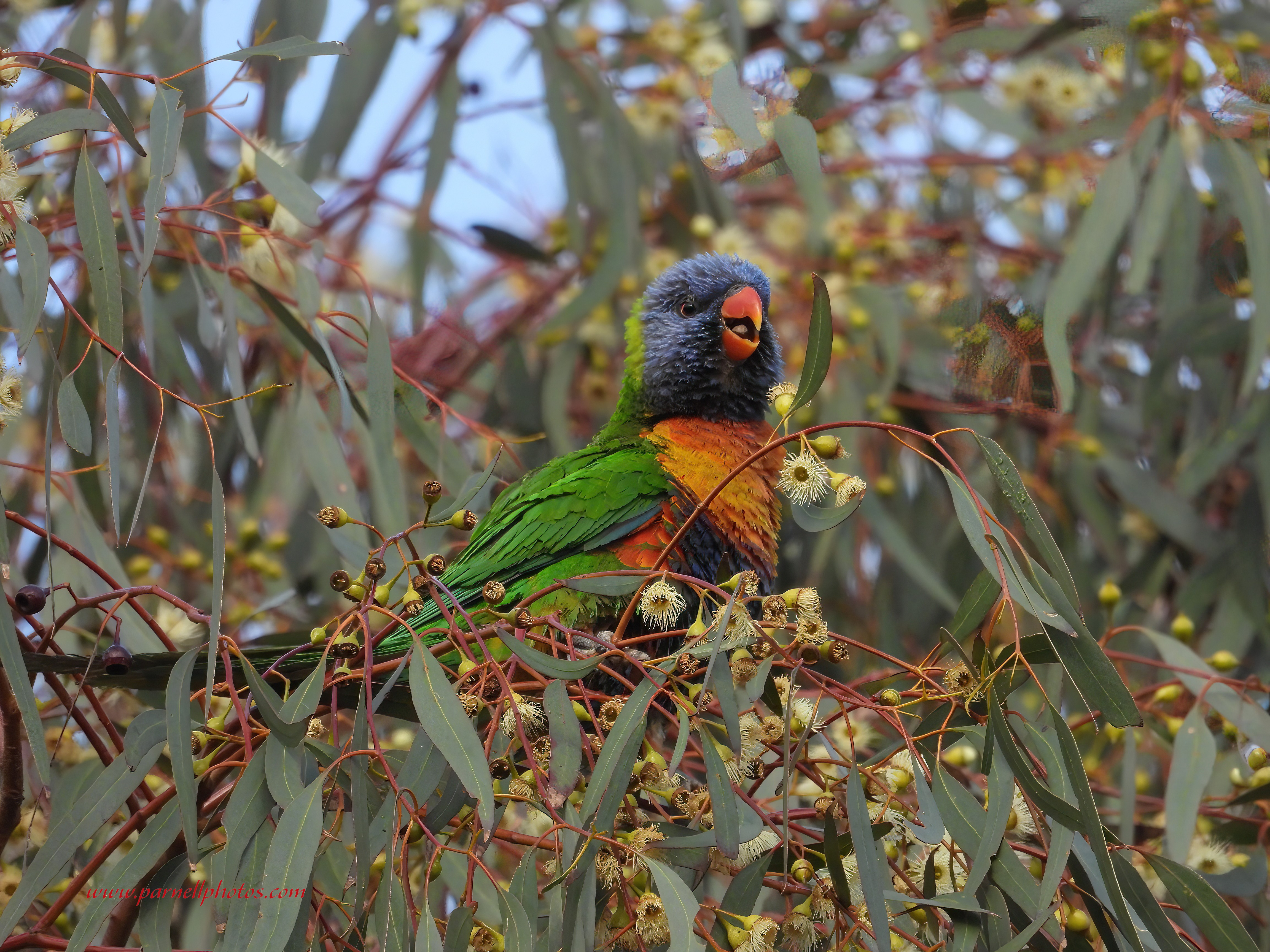 Noisy Rainbow Lorikeet