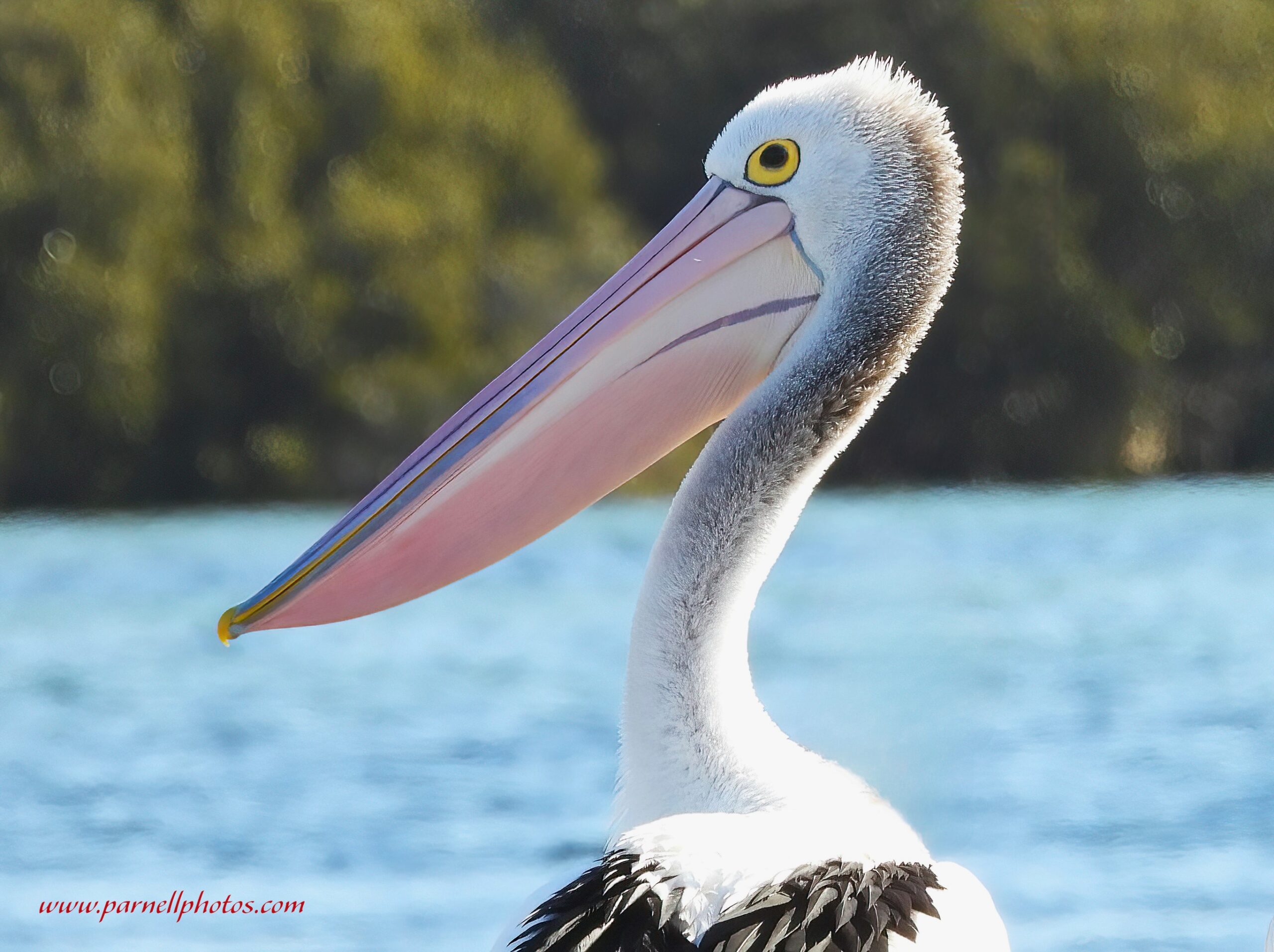 Pelican Close-up