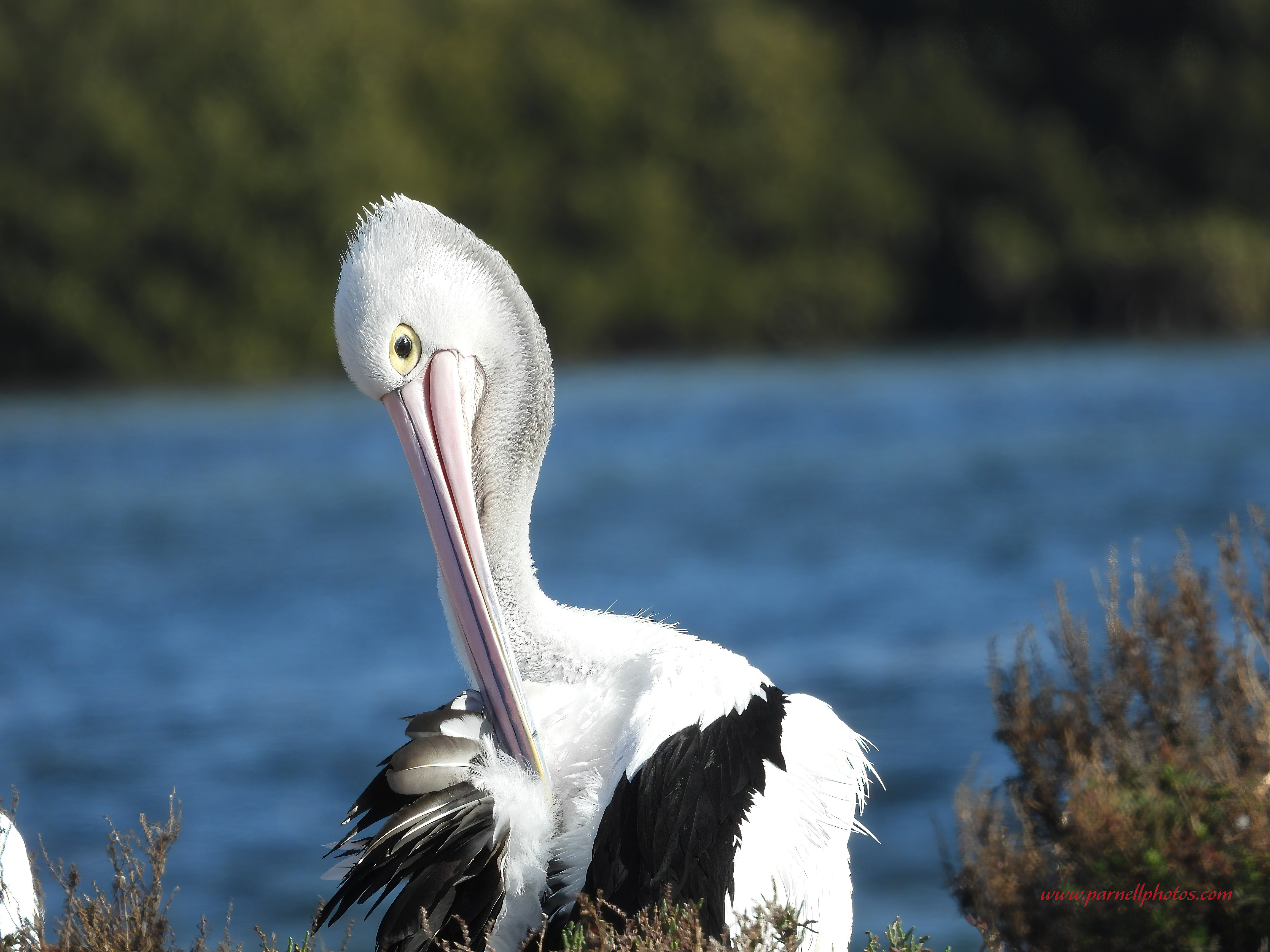 Pelican Preening