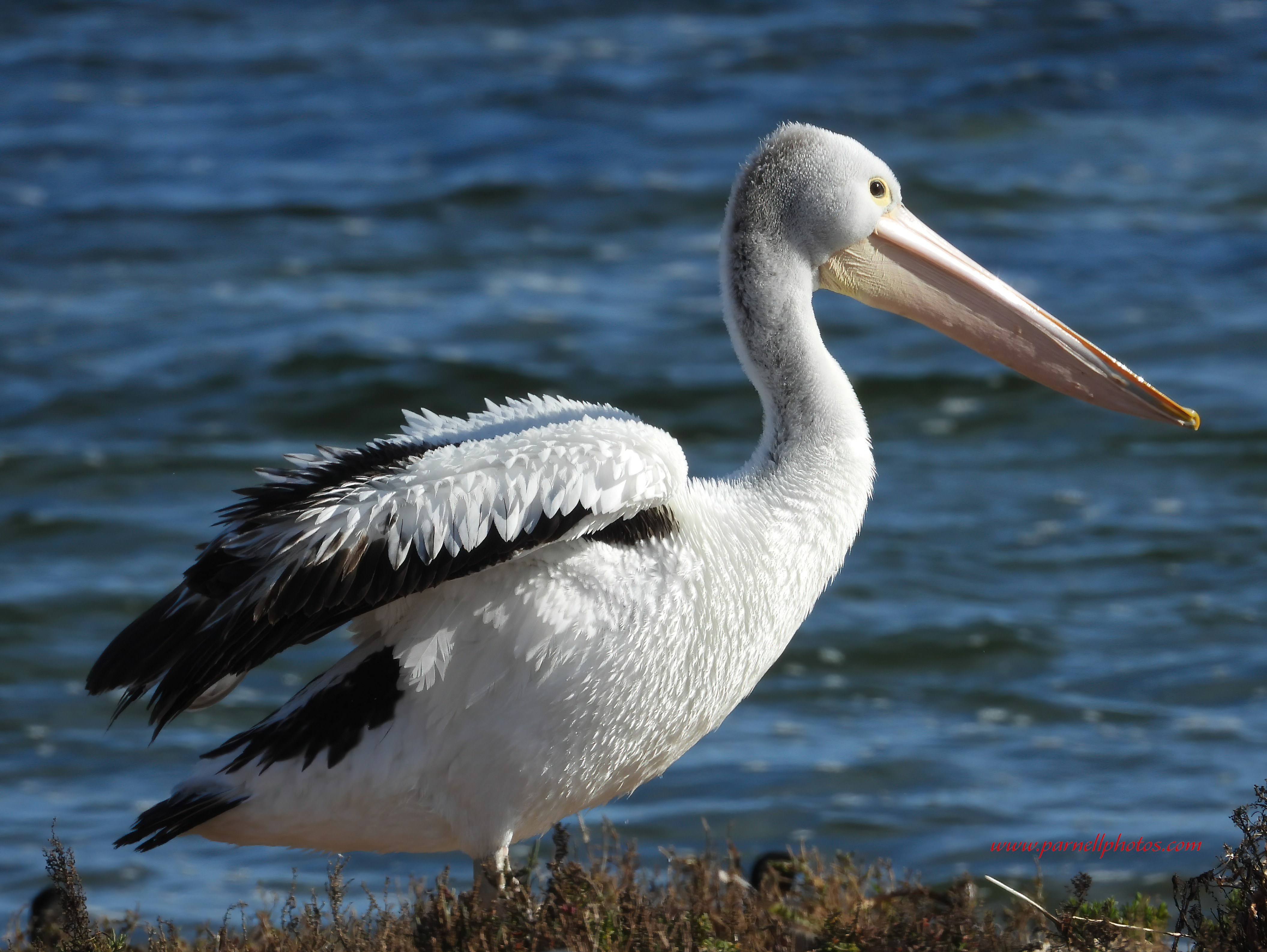 Pelican