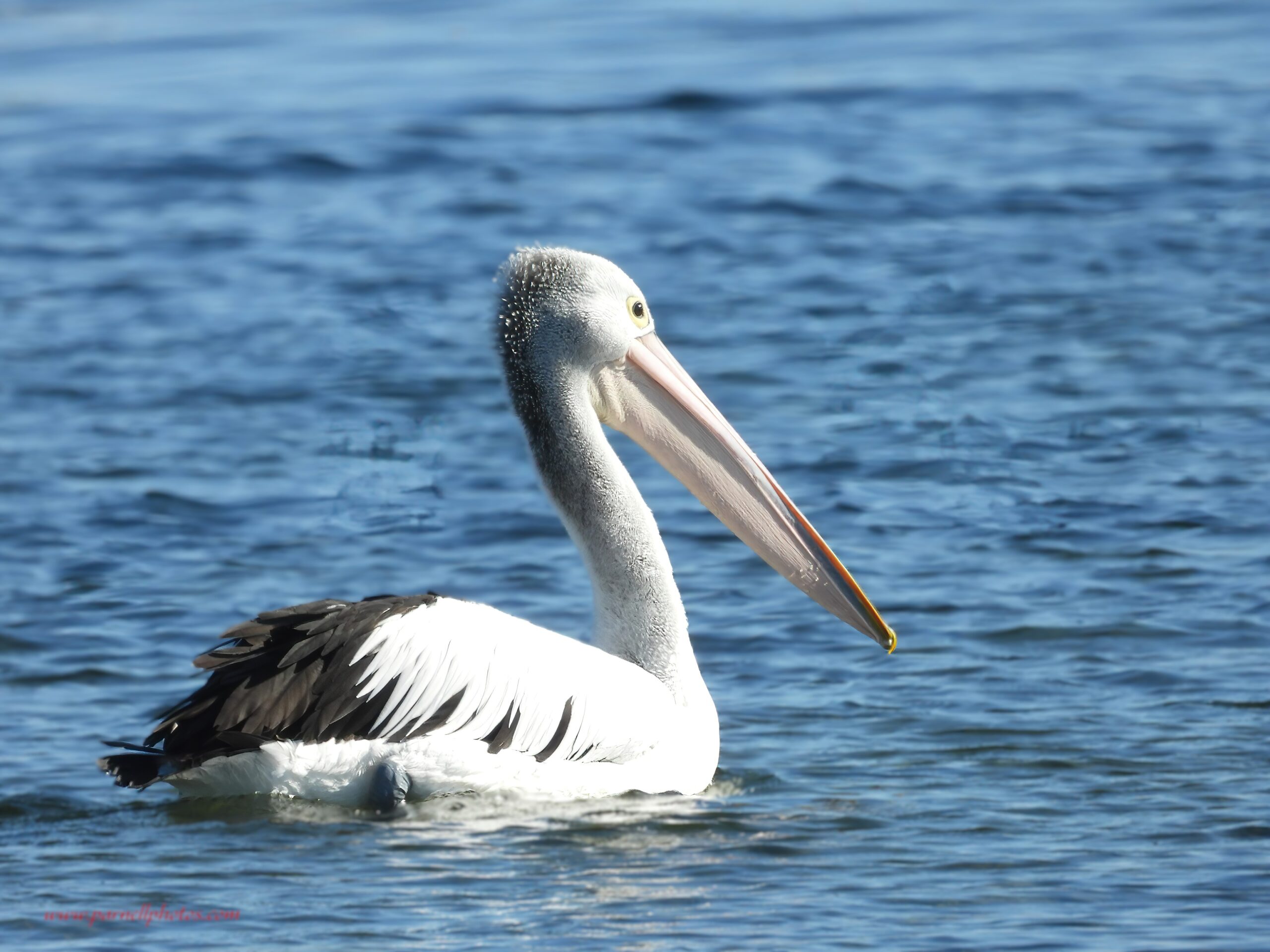 Pelican Swimming