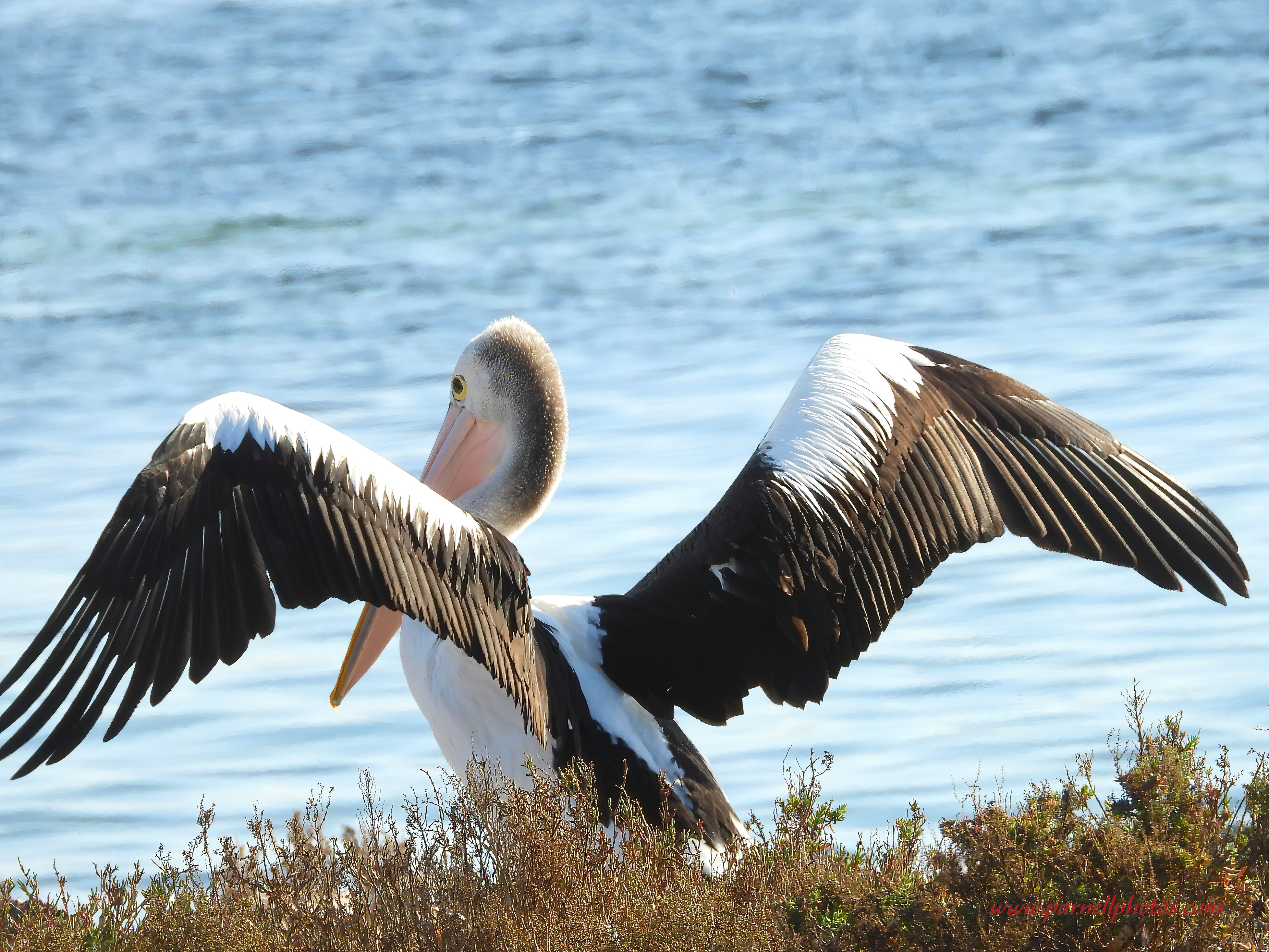 Pelican Wings