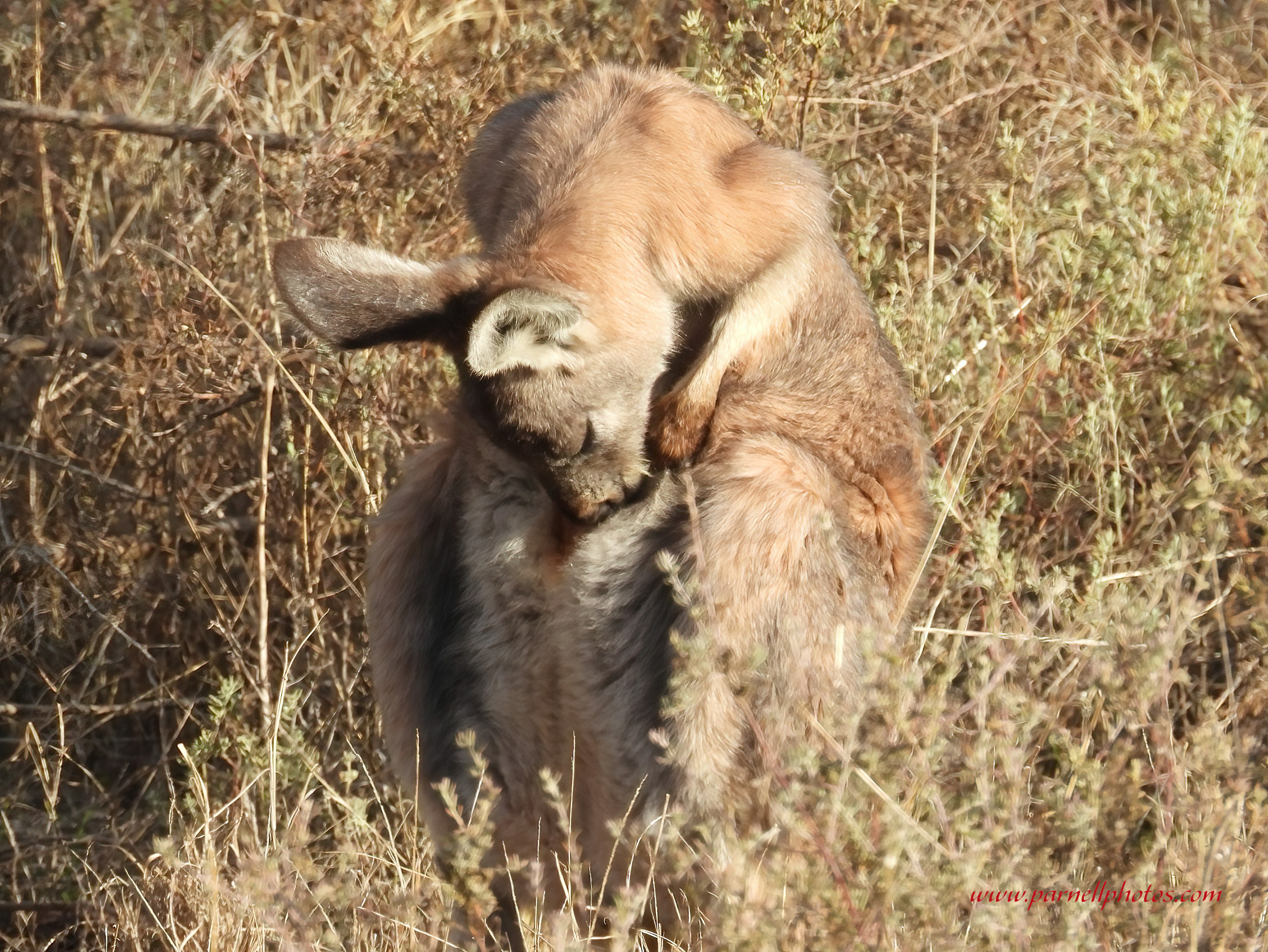 Pouch Cleaning