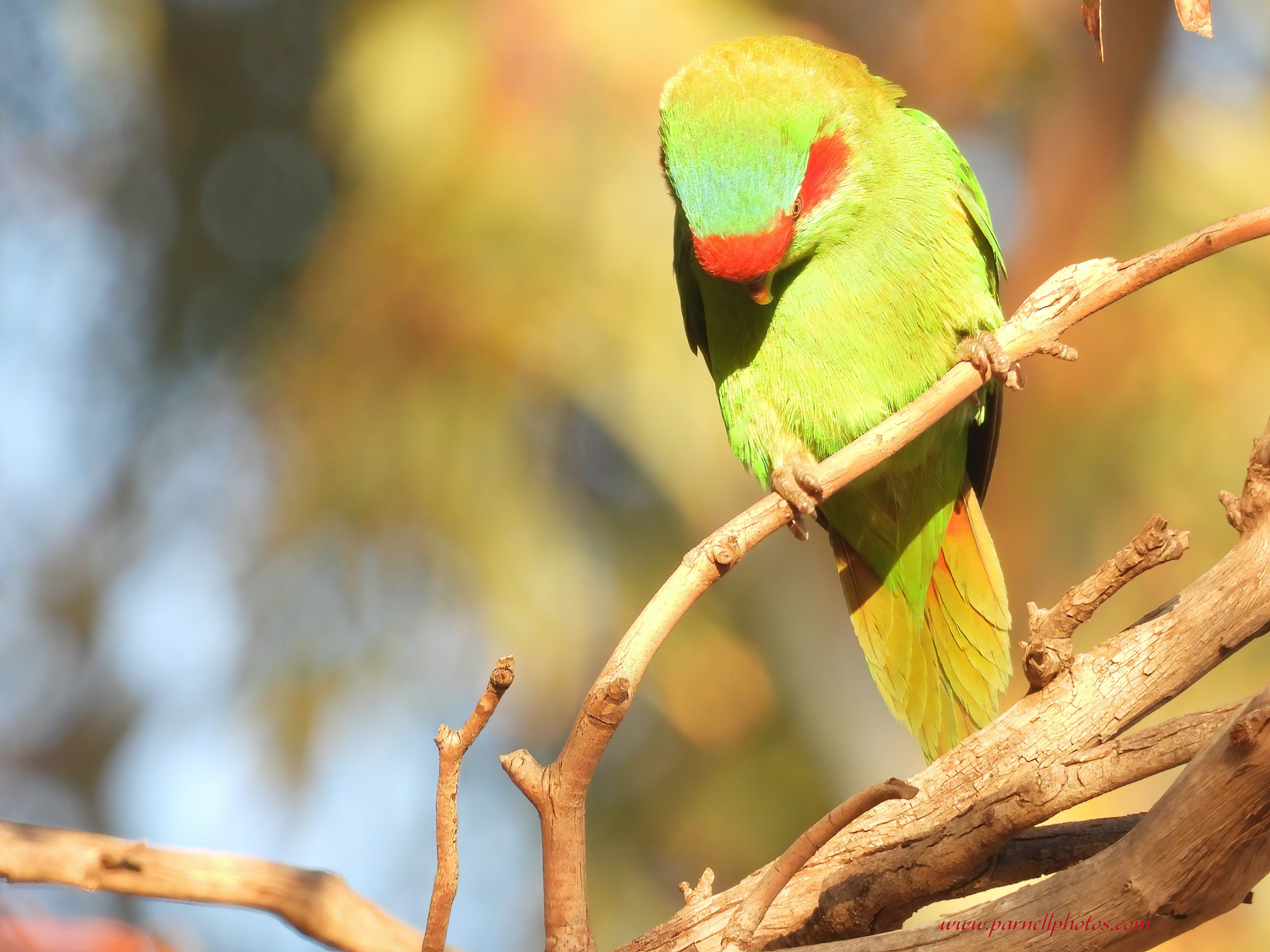 Prayer Time Musk Lorikeet