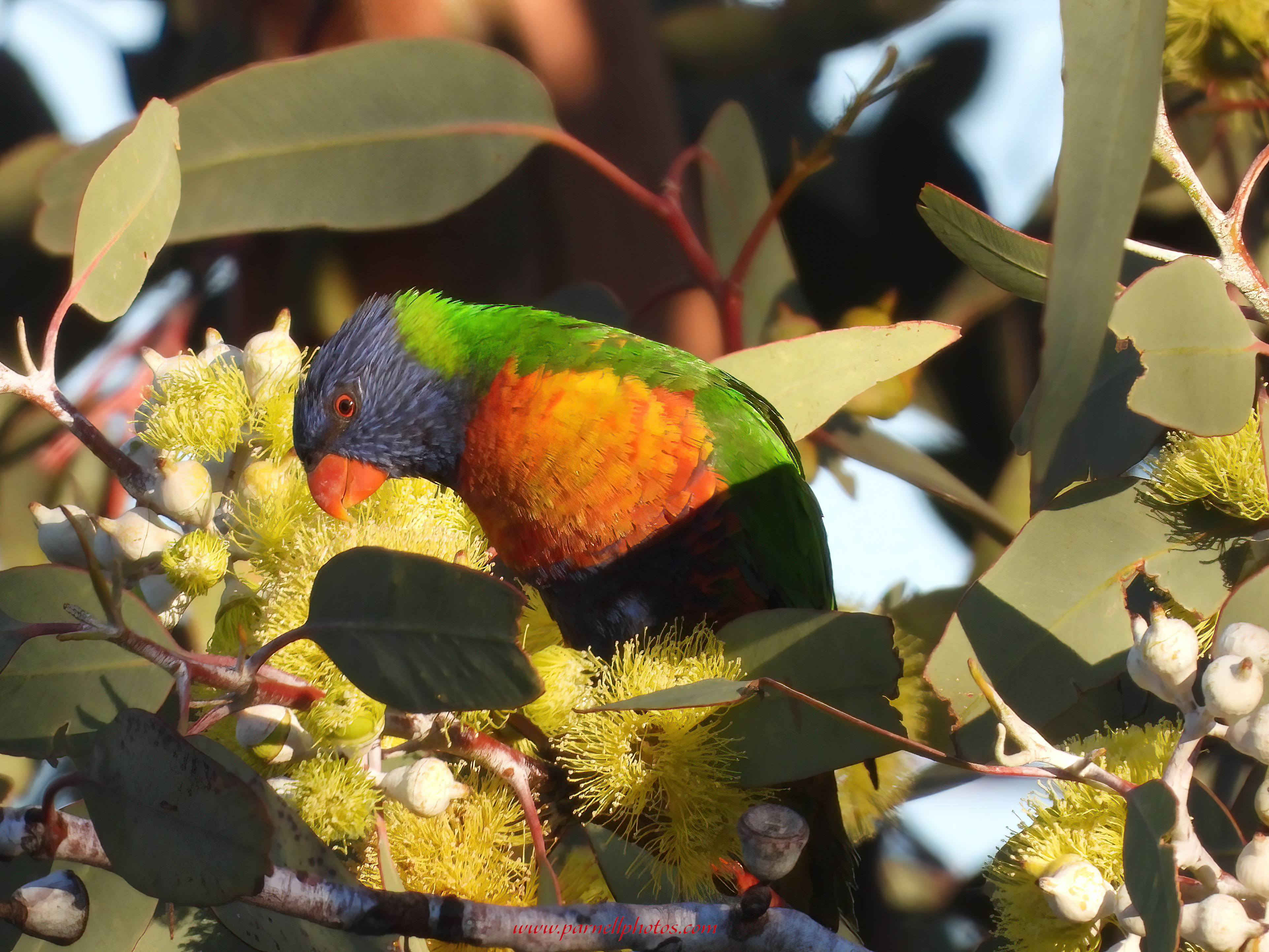 Rainbow Lorikeet Breakfast Time