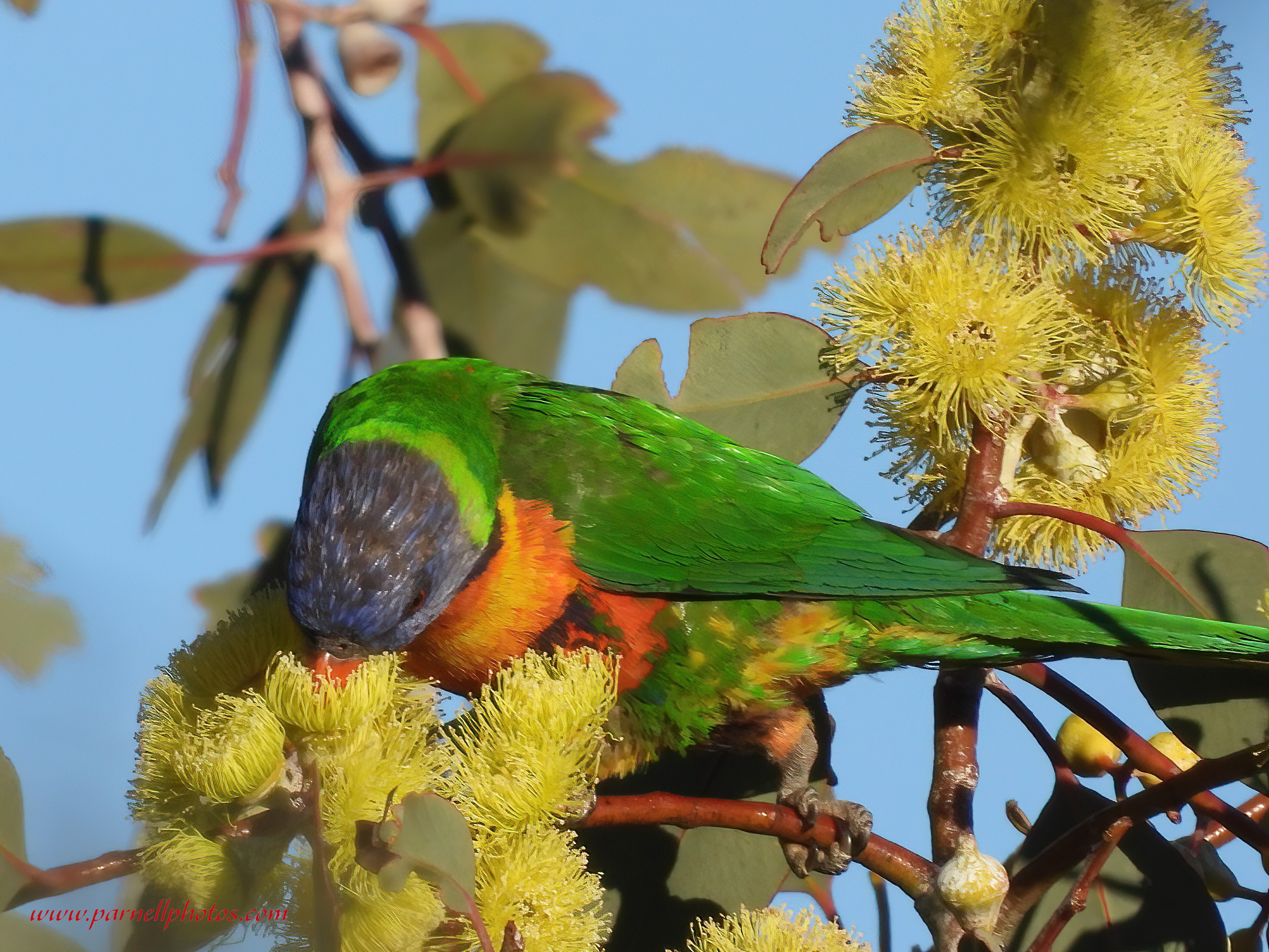 Rainbow Lorikeet Enjoying Pollen