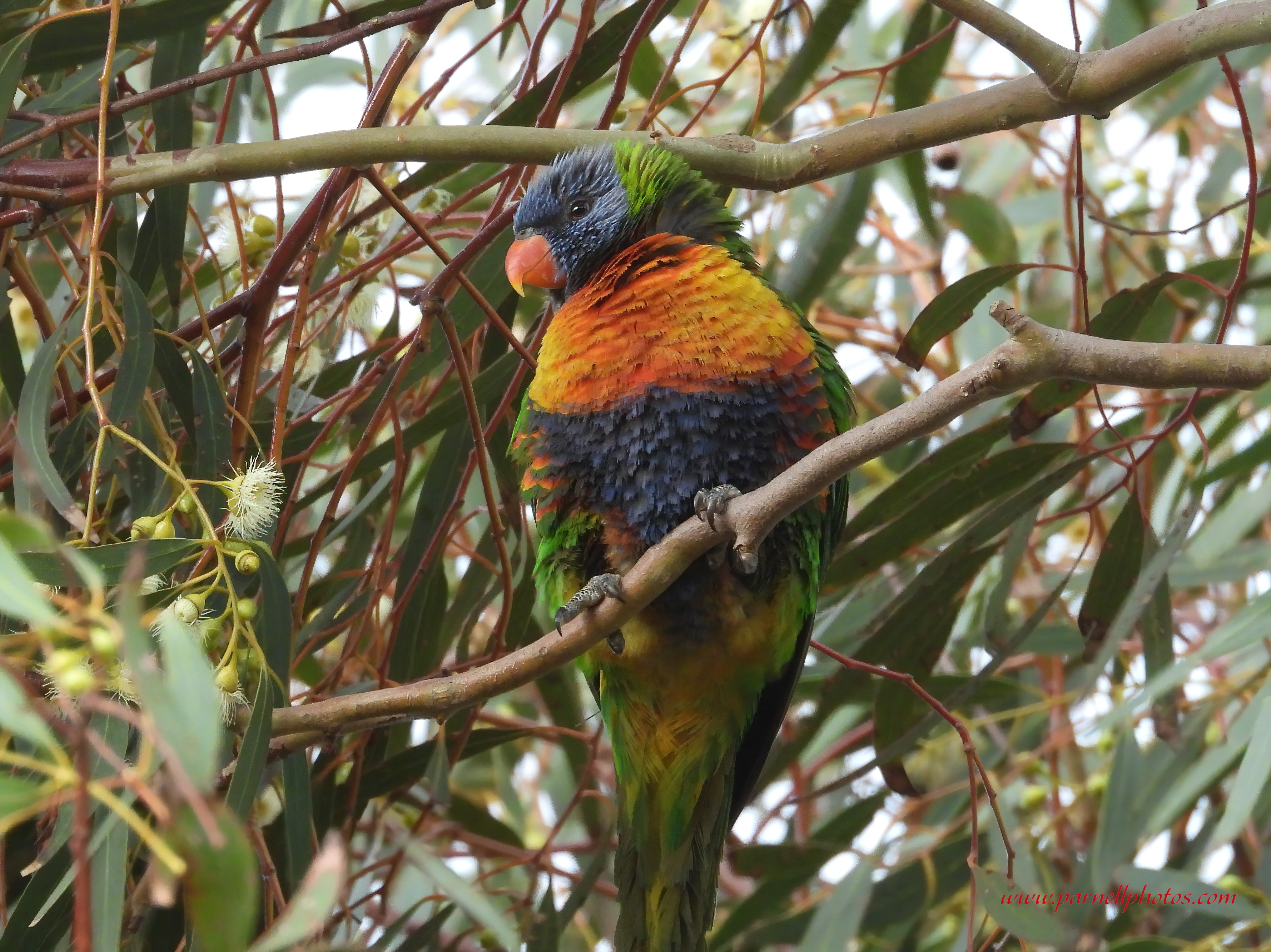 Rainbow Lorikeet Hanging On