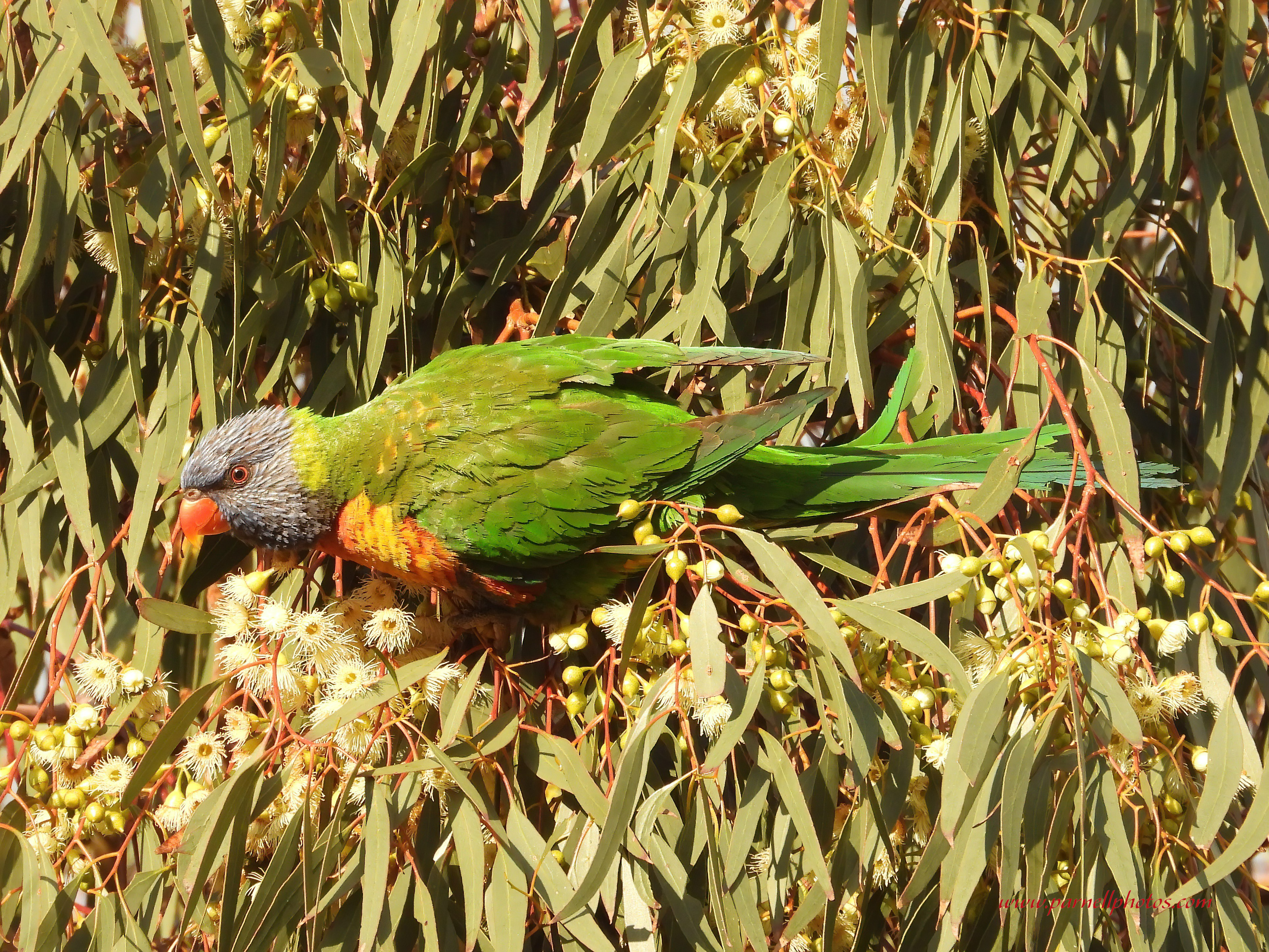 Rainbow Lorikeet Side On