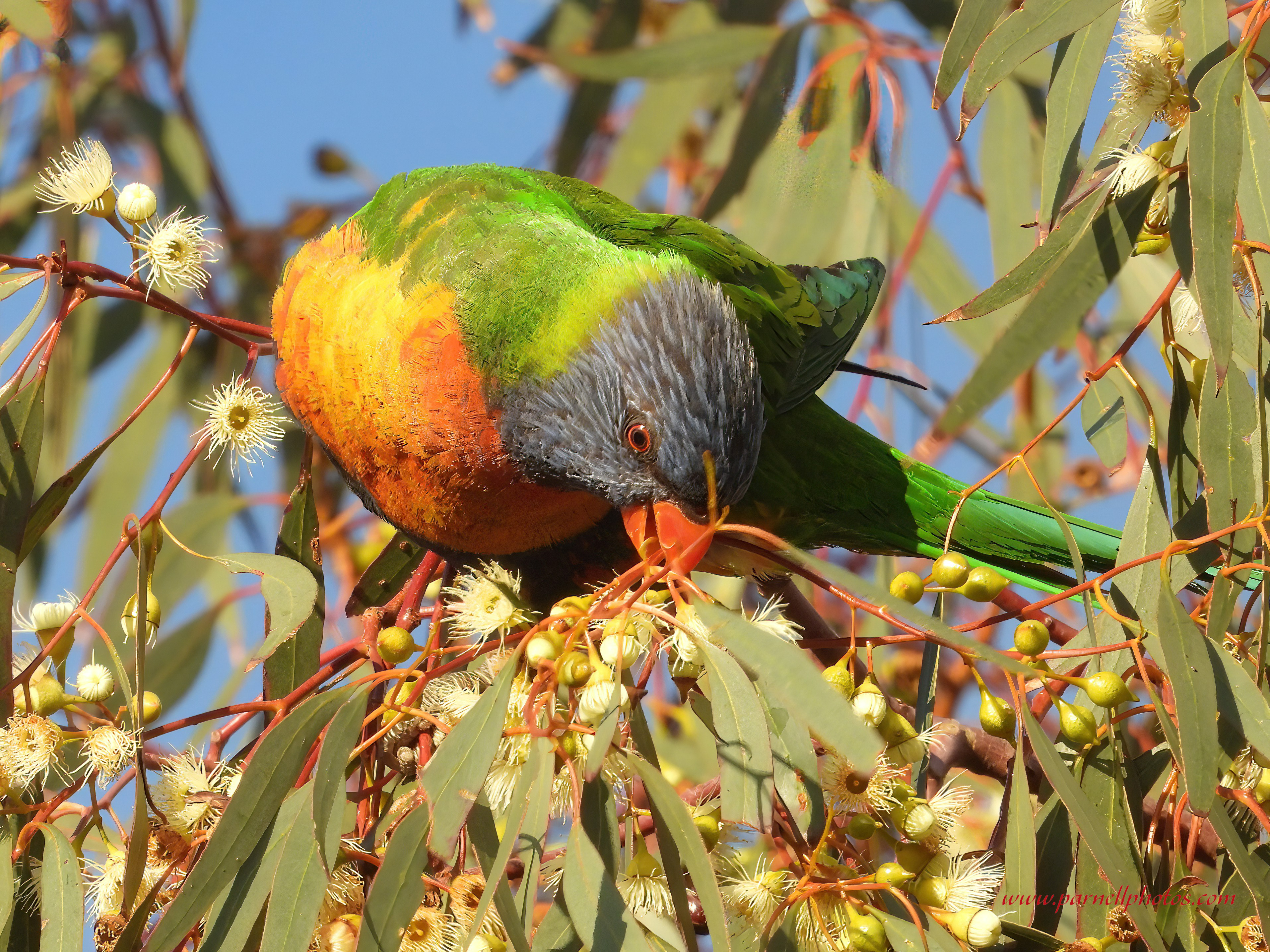 Rainbow Lorikeet Tasty Tucker