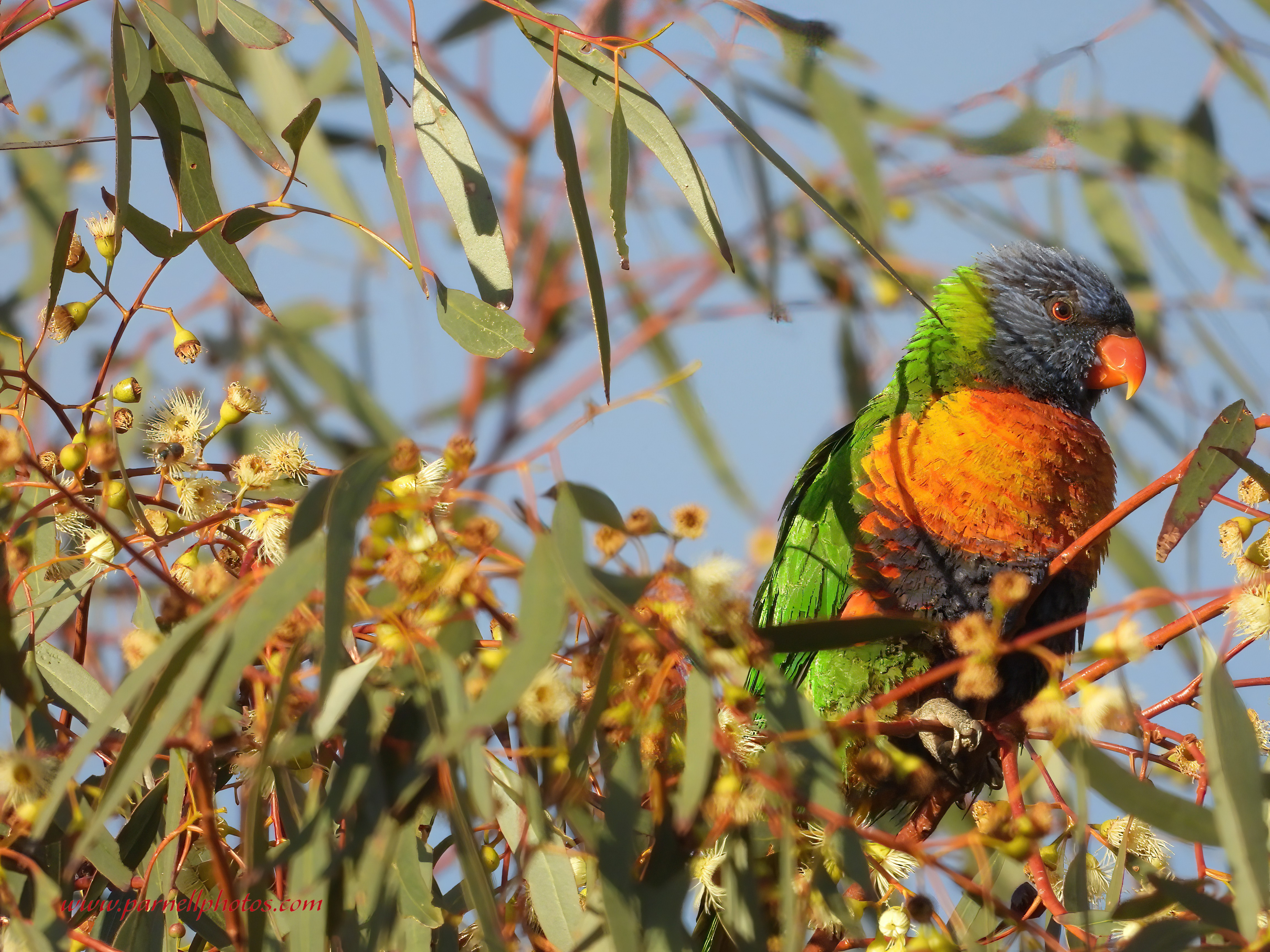 Rainbow Lorikeet Up High