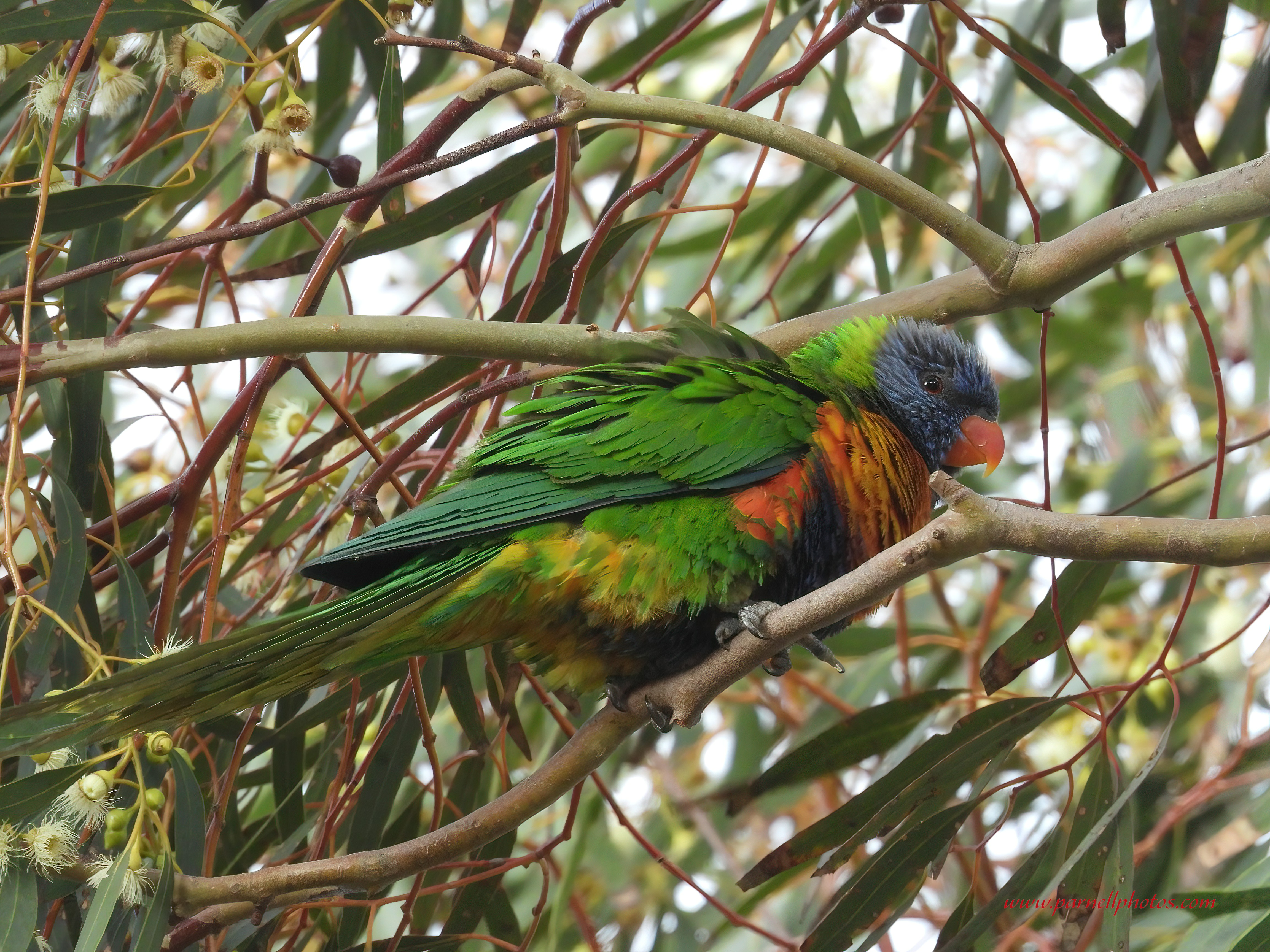 Rainbow Lorikeet Windy Day