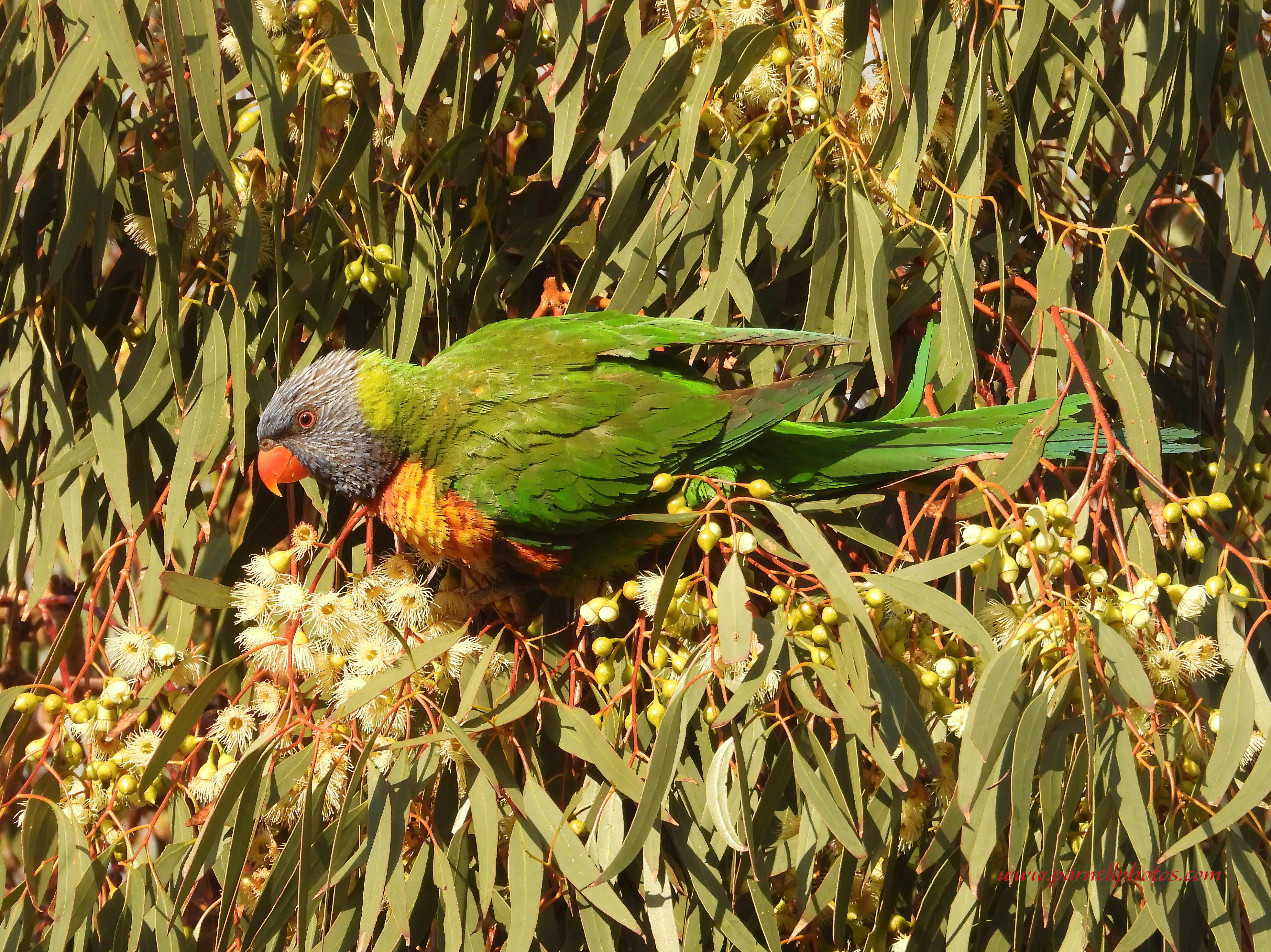 Rainbow Lorikeet Winter Sun