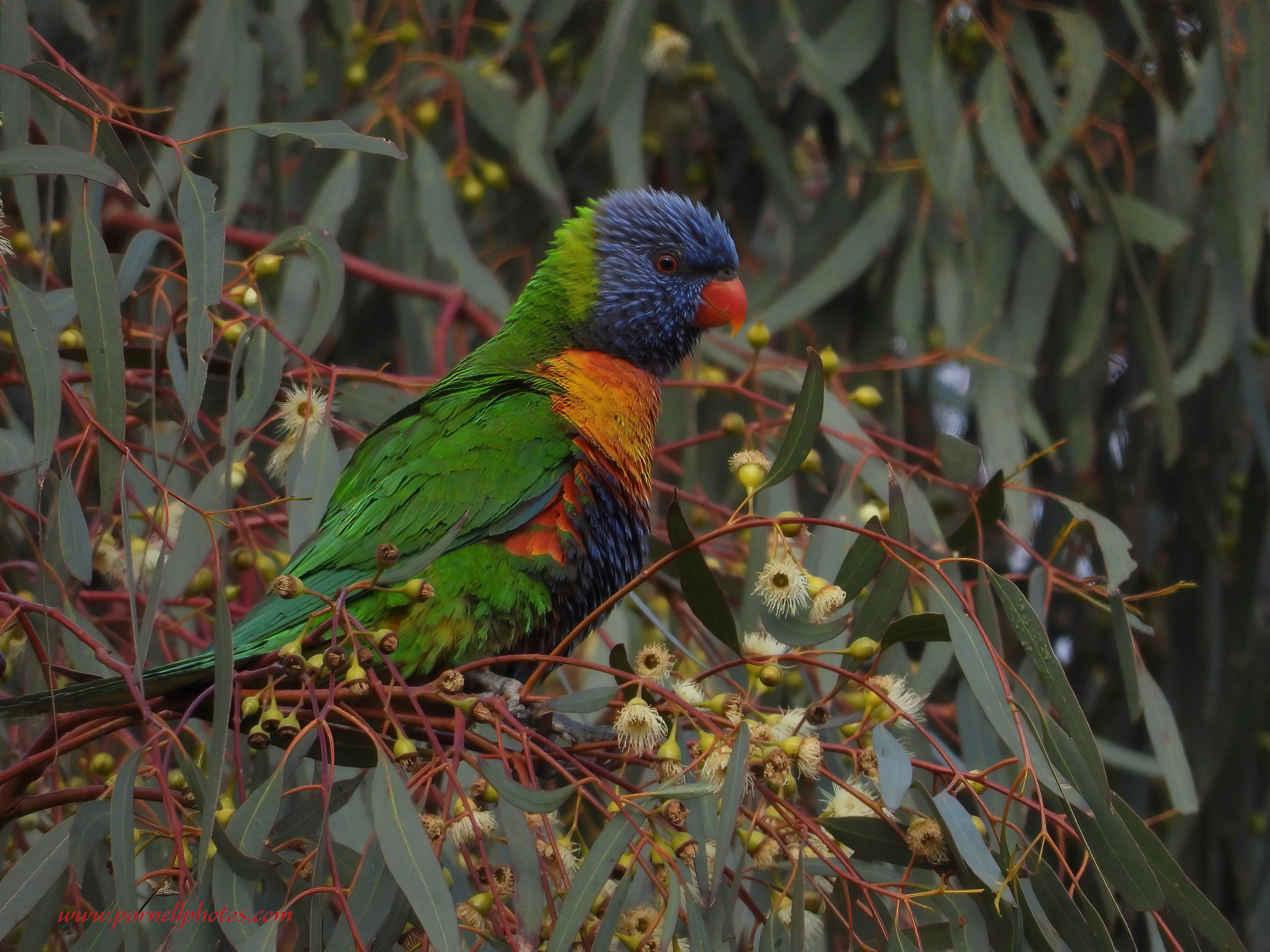 Rainbow Lorikeet in Gum Tree