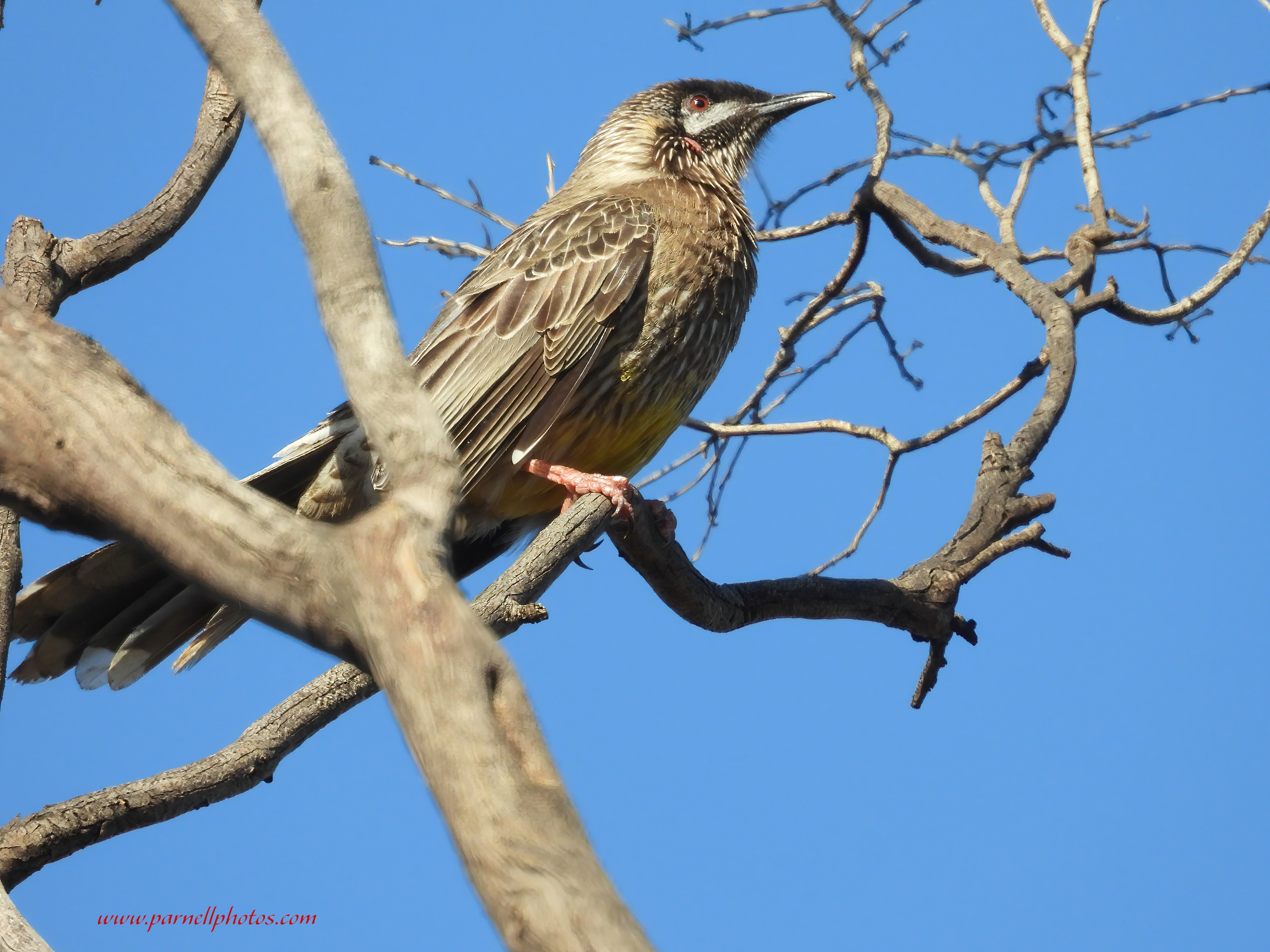 Red Wattlebird on Dead Tree