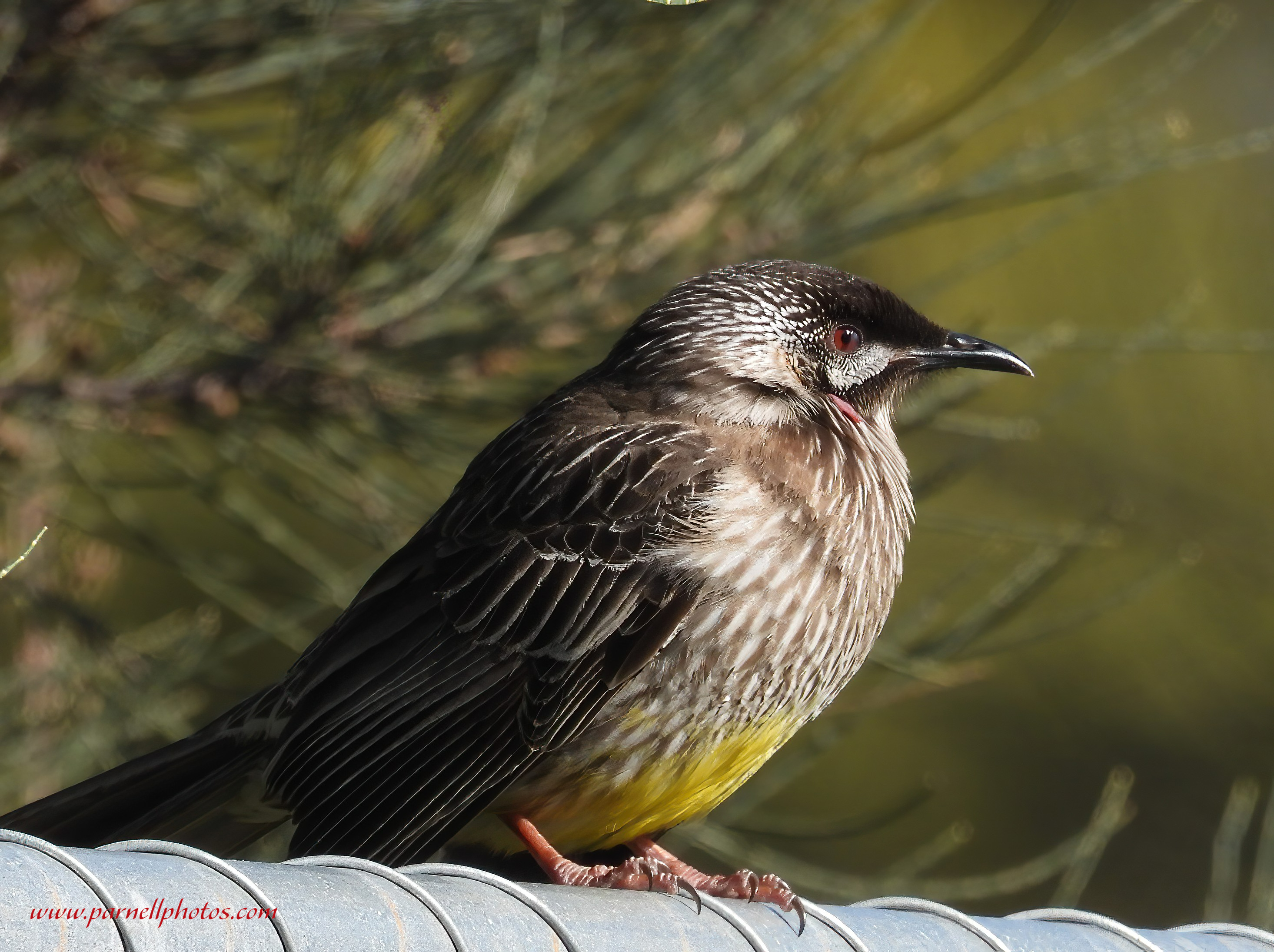 Red Wattlebird on Fence