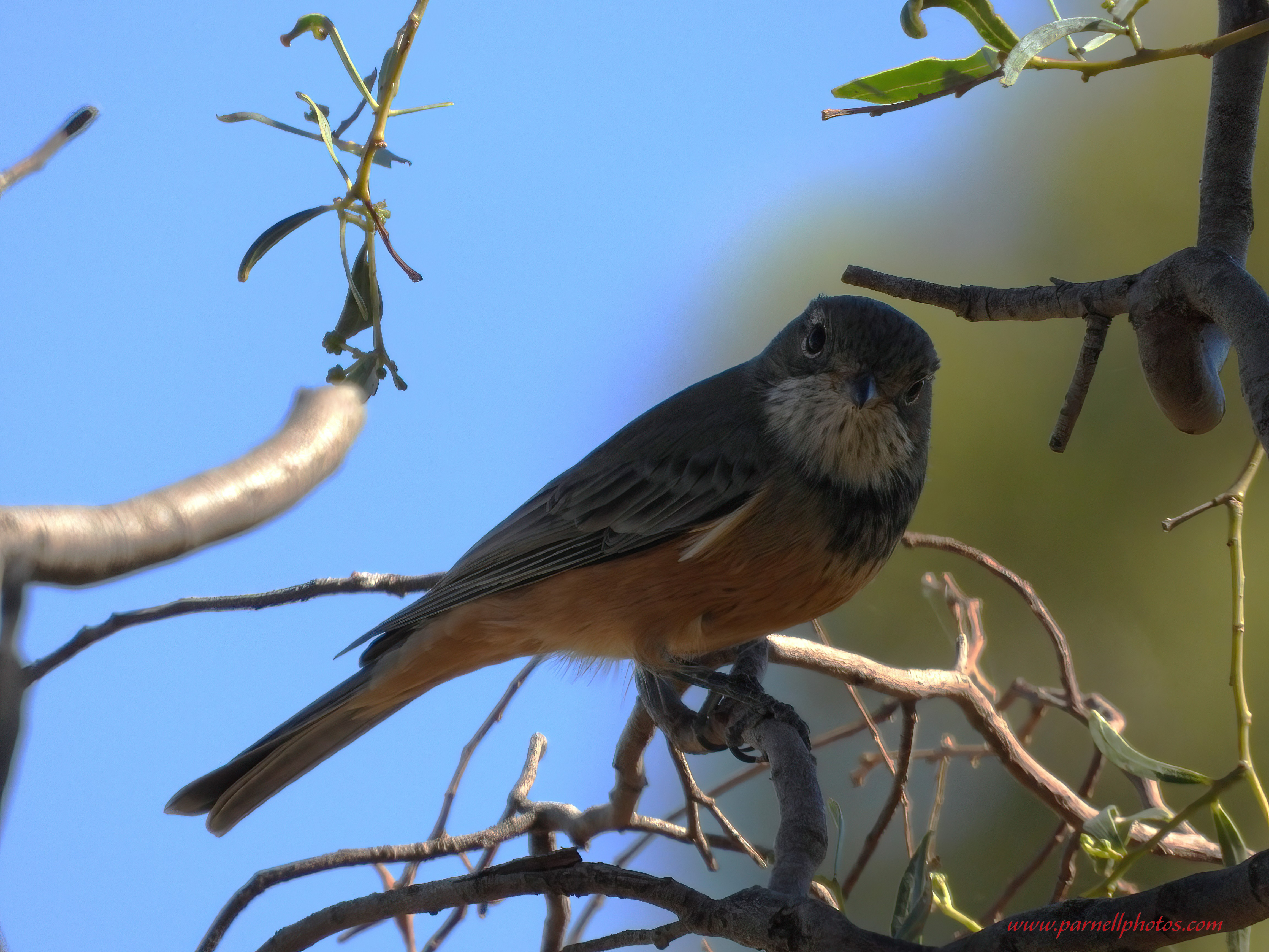 Rufous Whistler