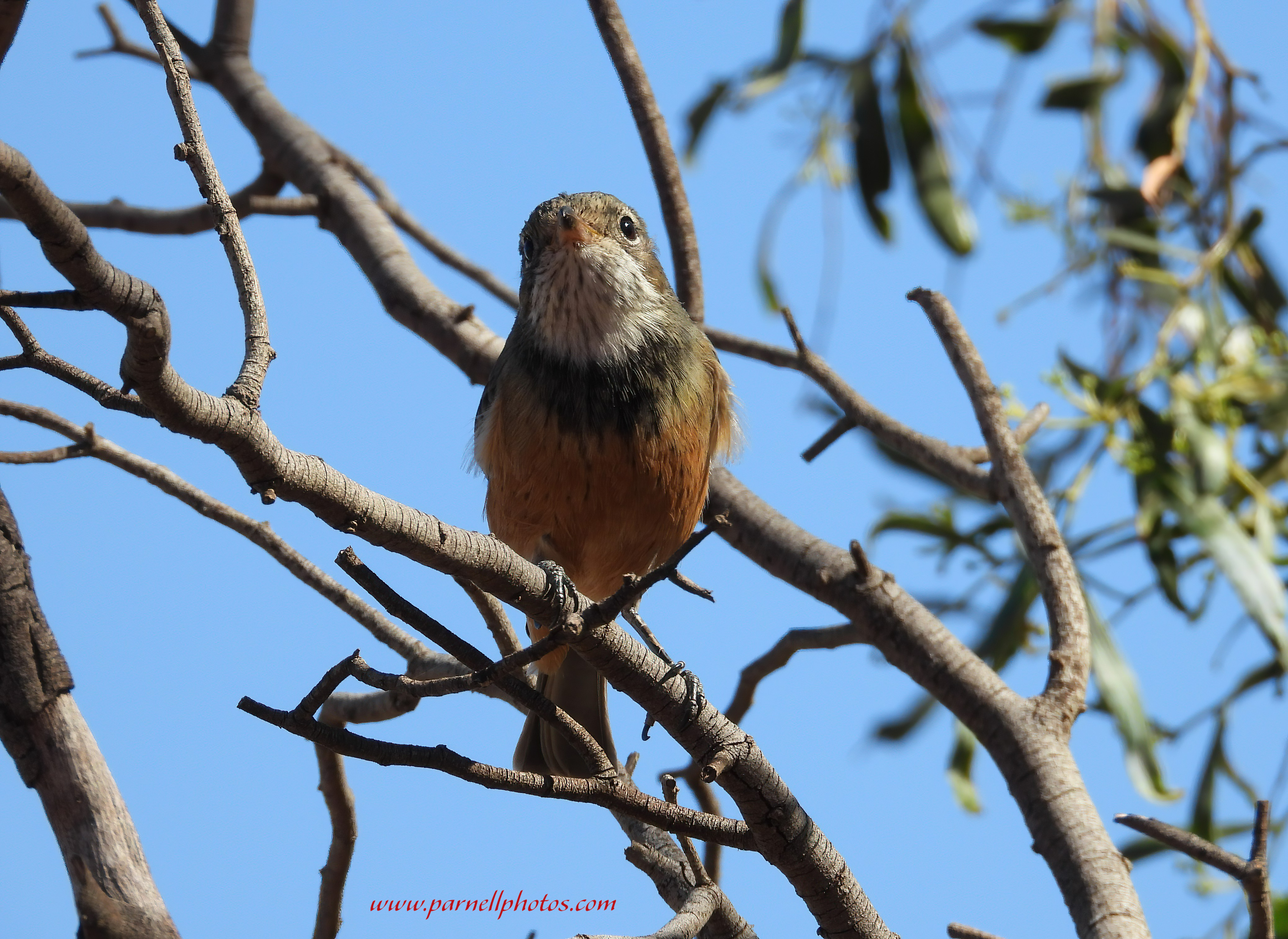 Rufous Whistler in Tree