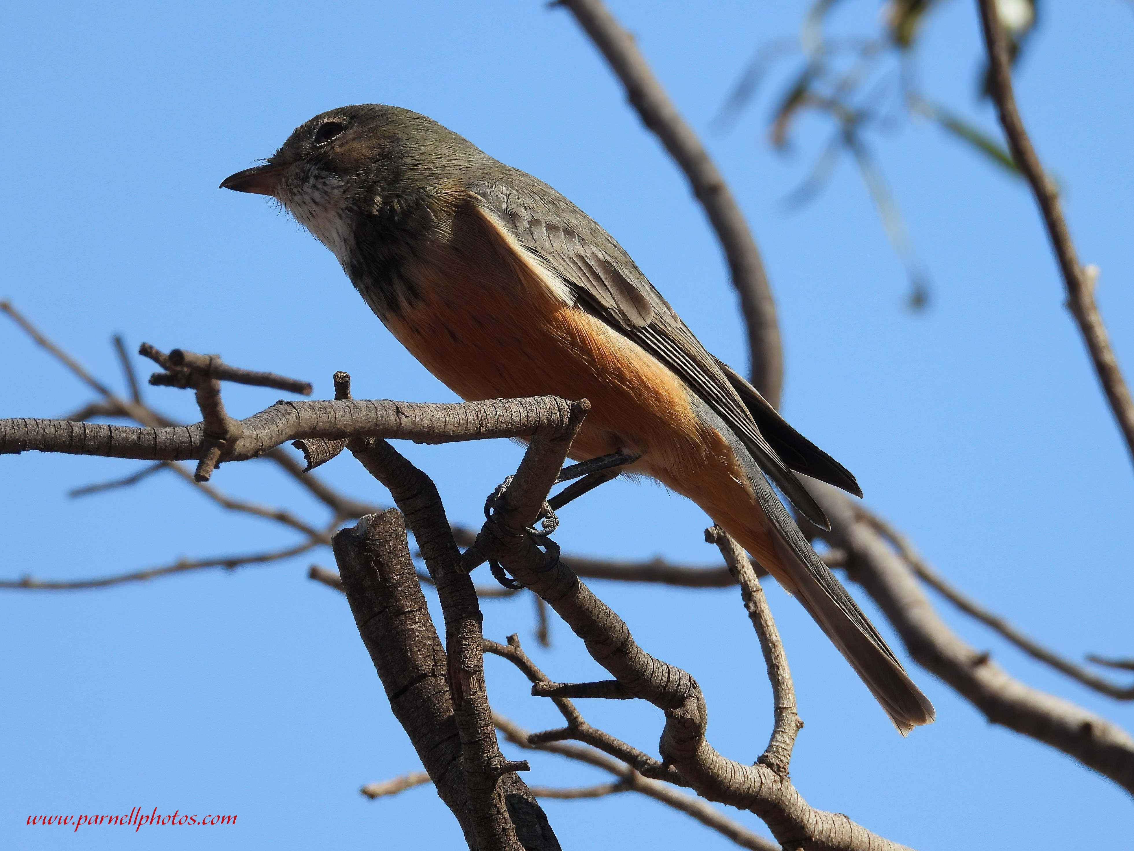 Rufous Whistler on Branch